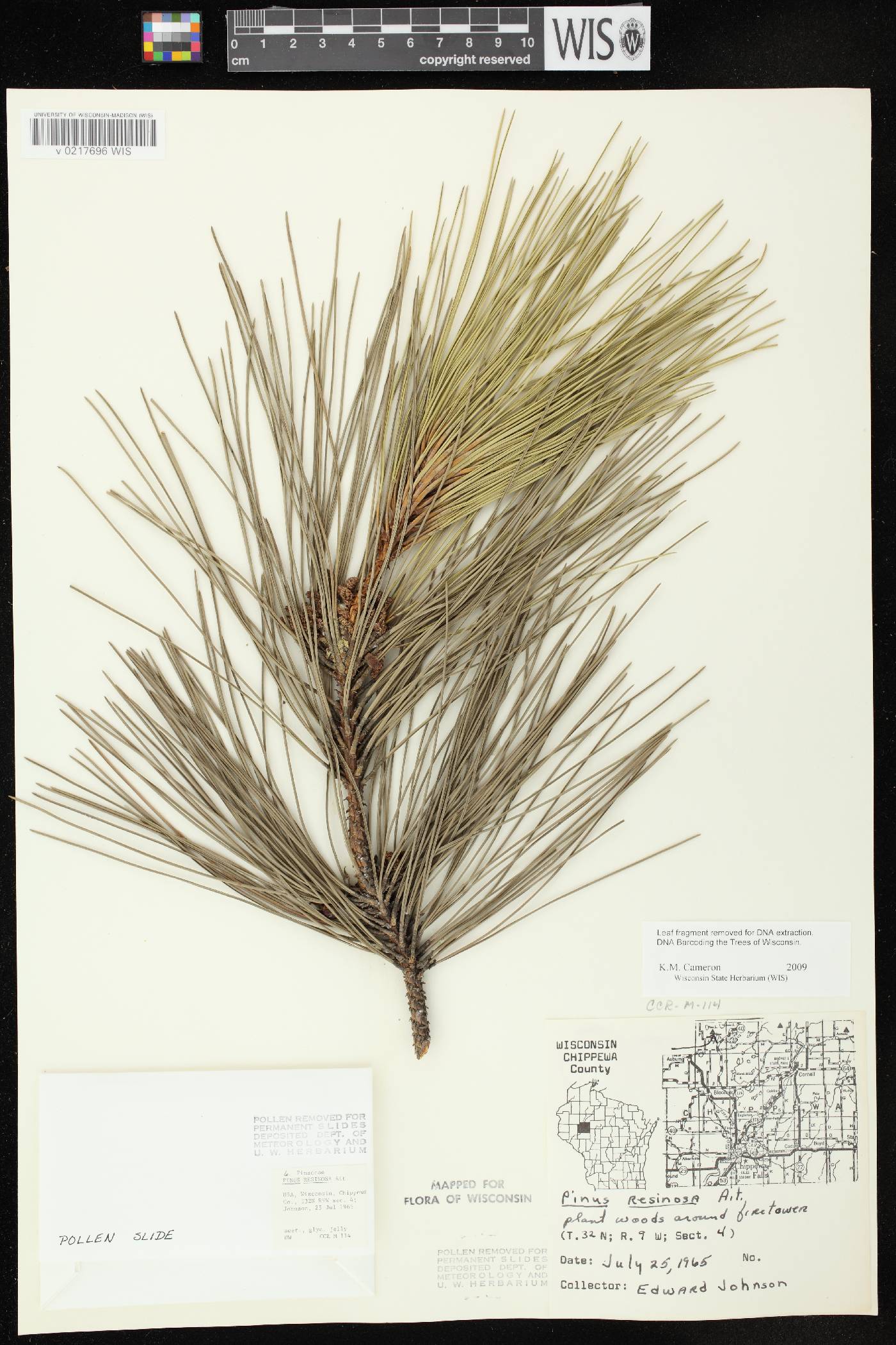 Pinus resinosa image