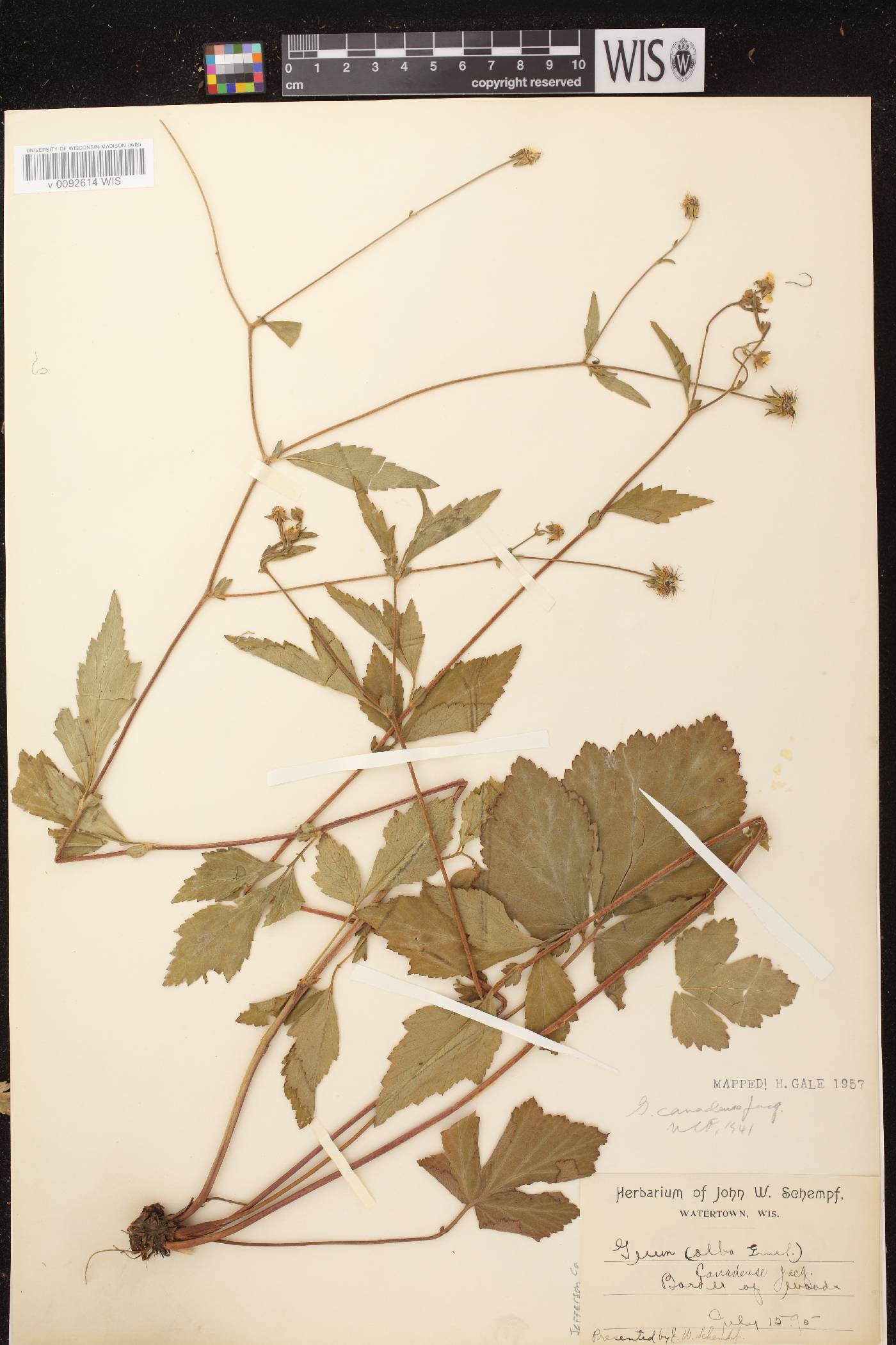 Geum canadense image