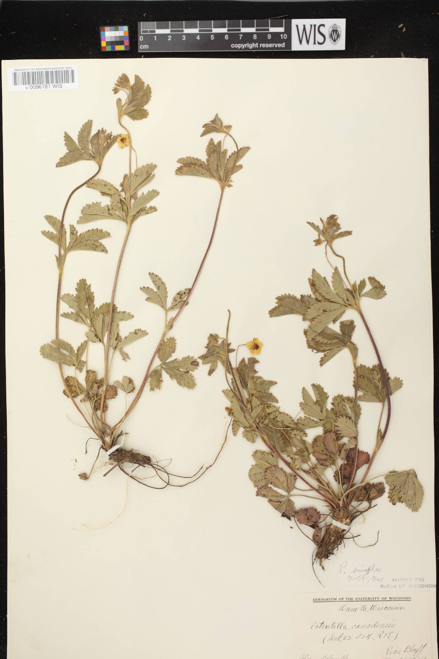 Potentilla simplex image