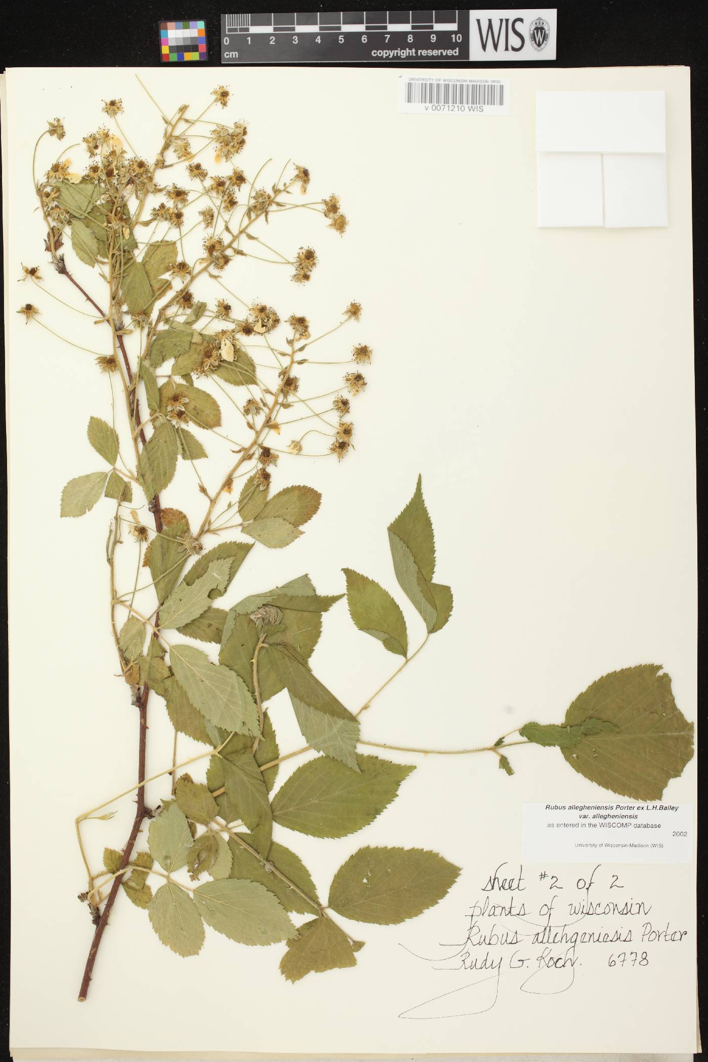 Rubus allegheniensis image