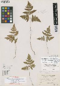 Image of Gymnocarpium x intermedium