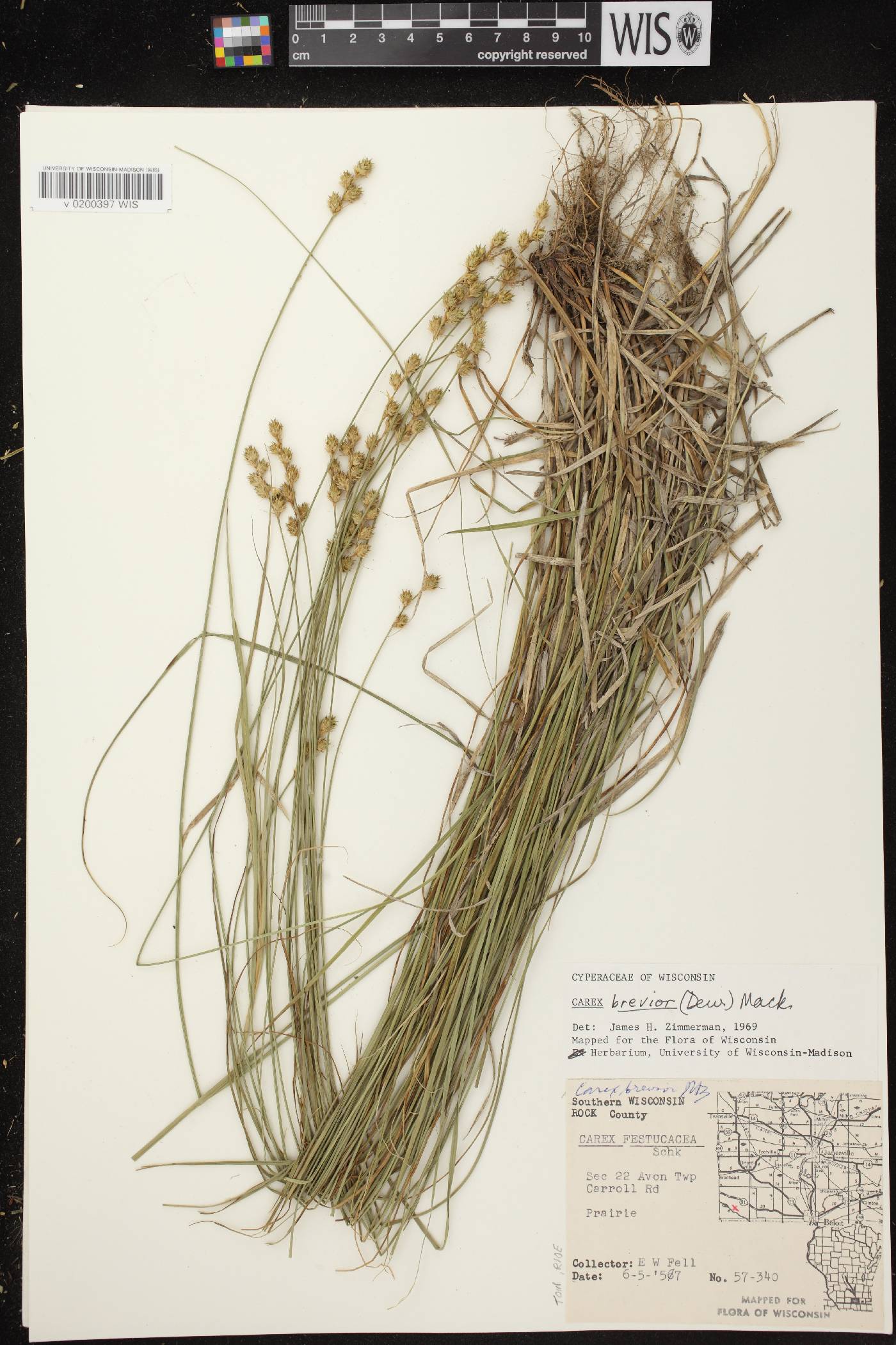 Carex brevior image