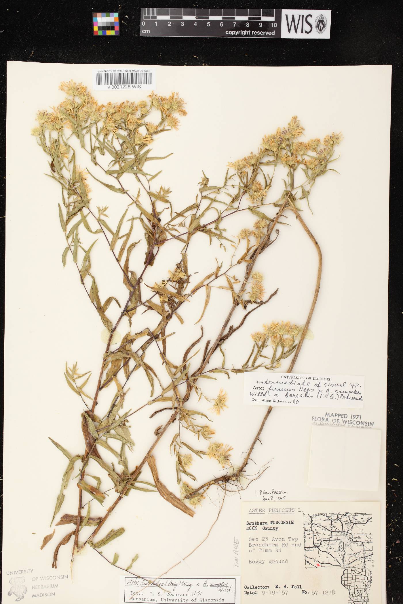 Symphyotrichum firmum image