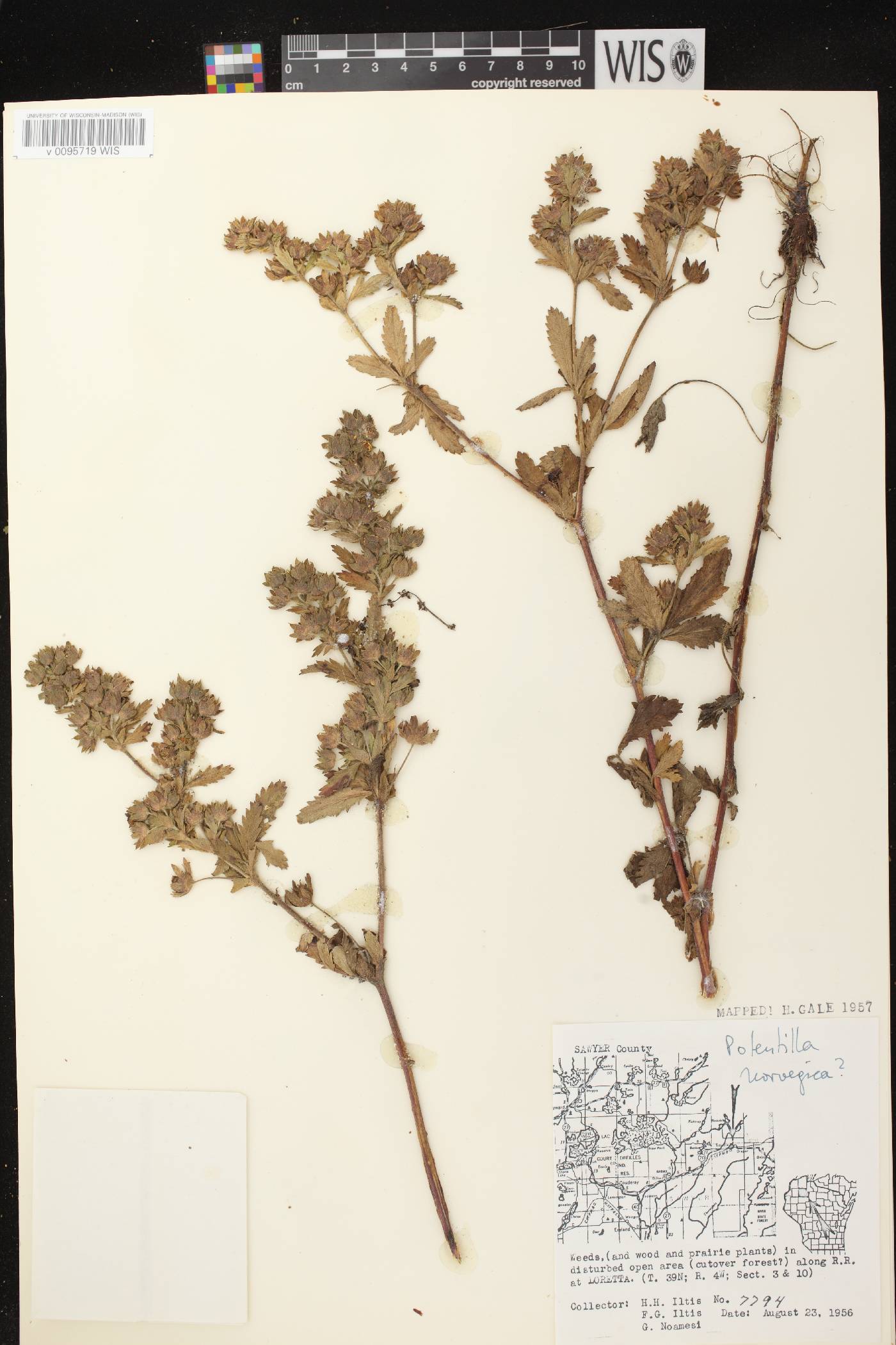Potentilla norvegica image