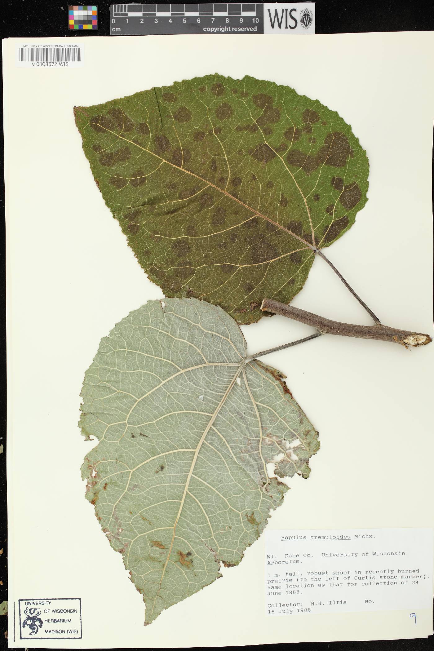 Populus tremuloides image