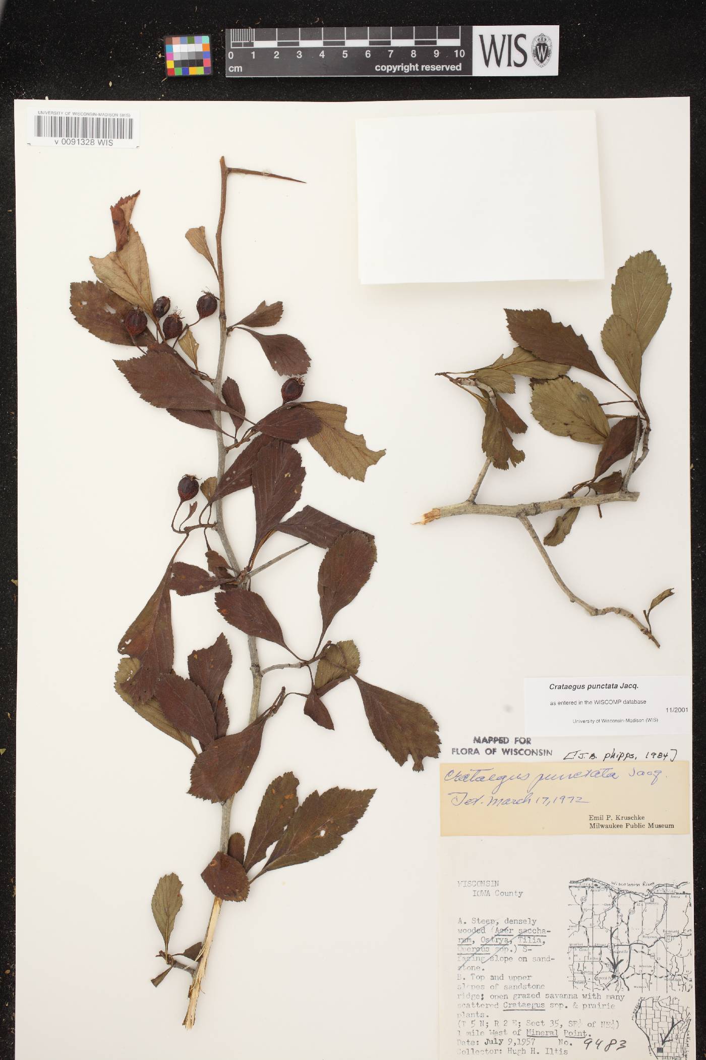 Crataegus punctata image