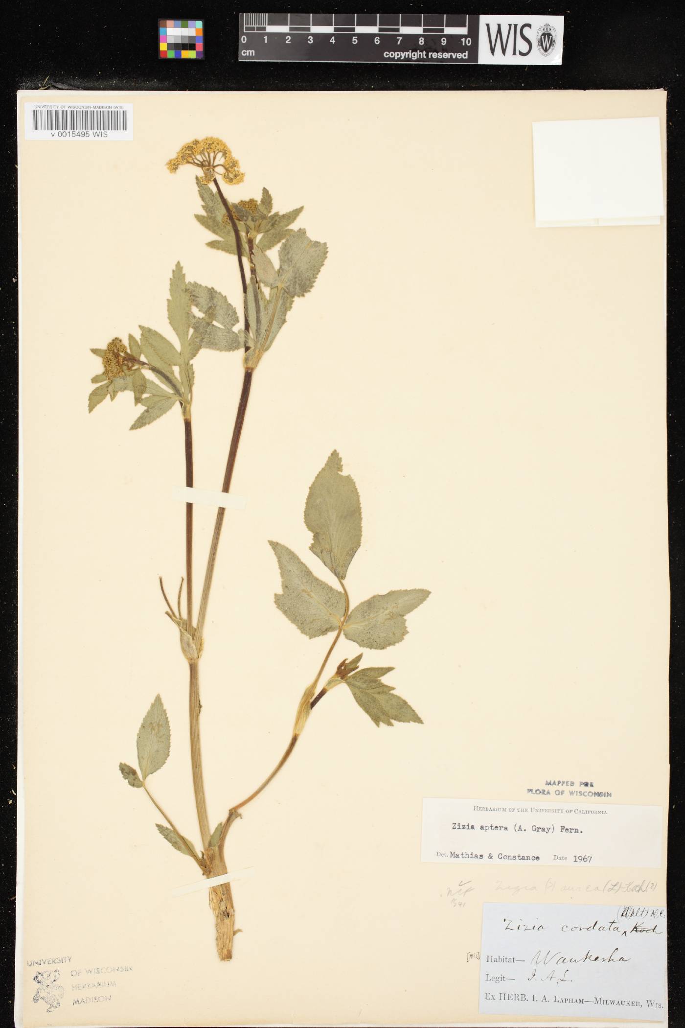 Zizia aptera image