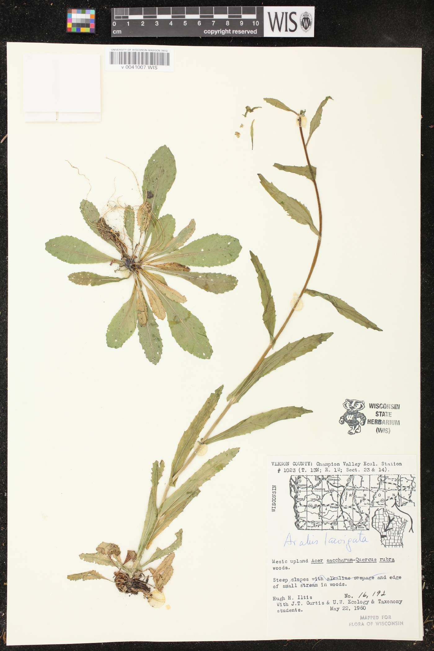 Boechera laevigata image