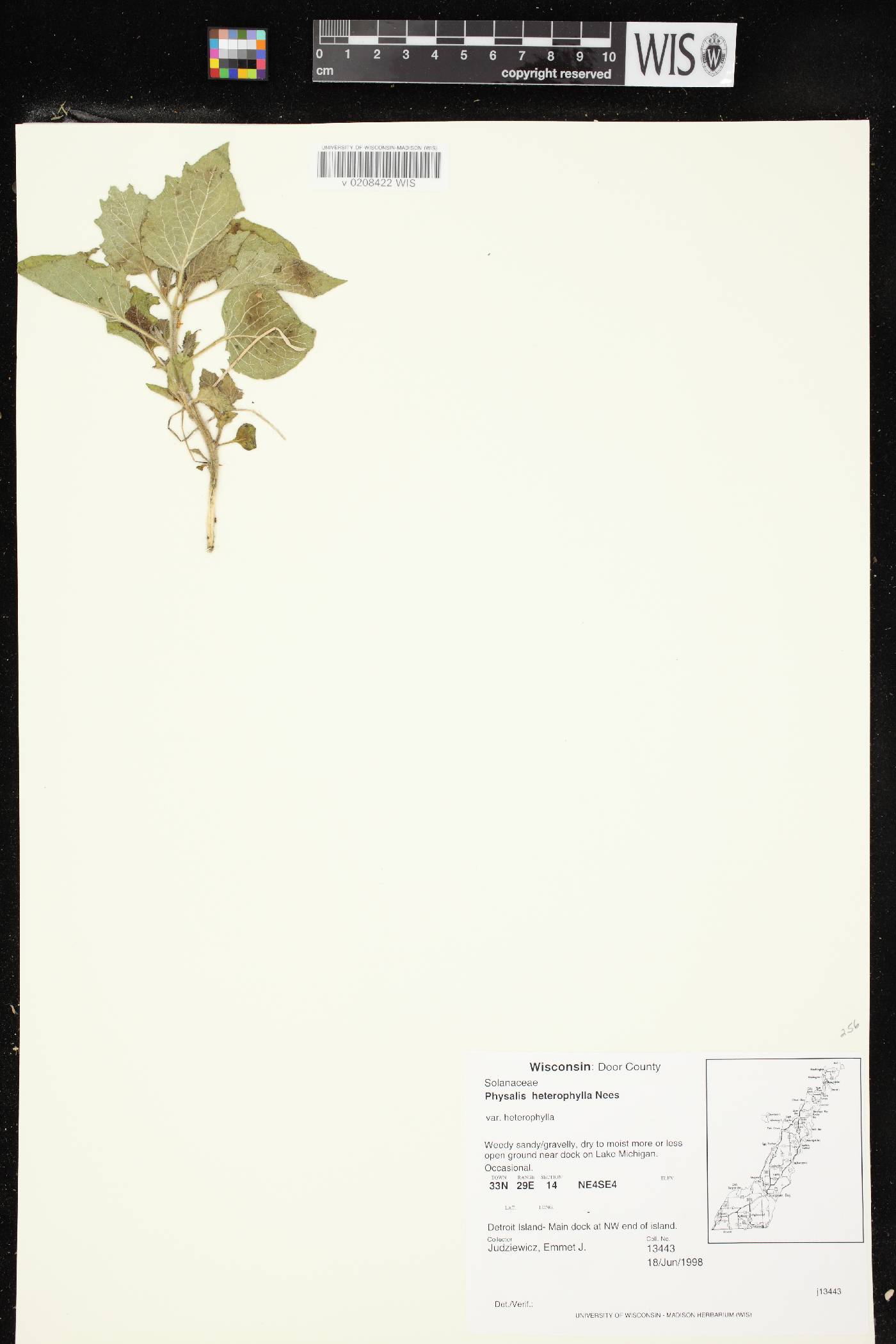 Physalis heterophylla image
