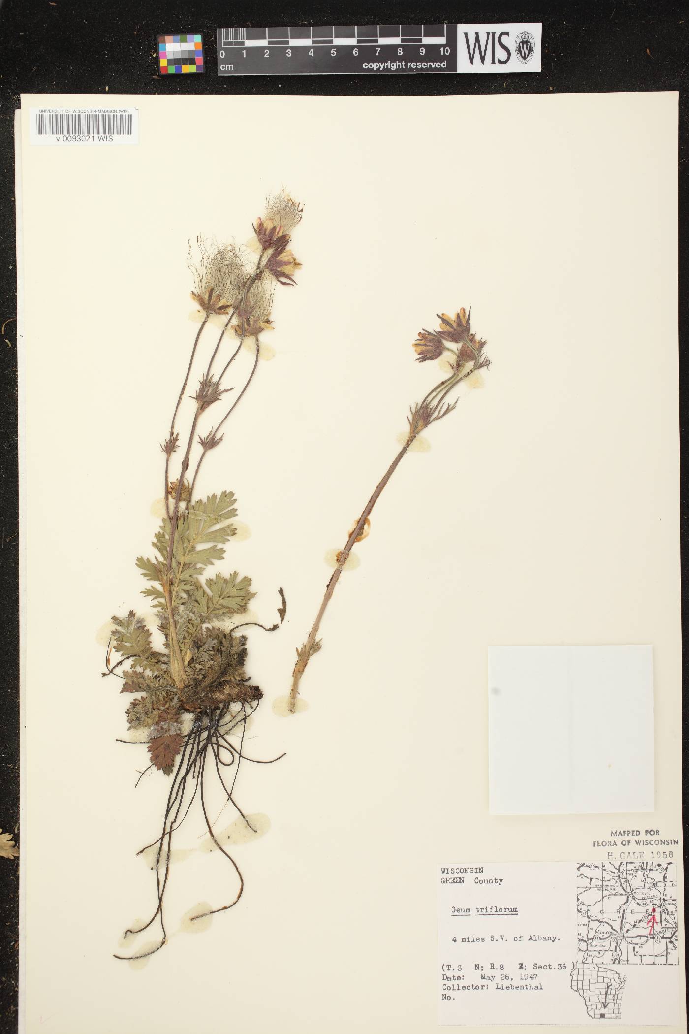 Geum triflorum var. triflorum image