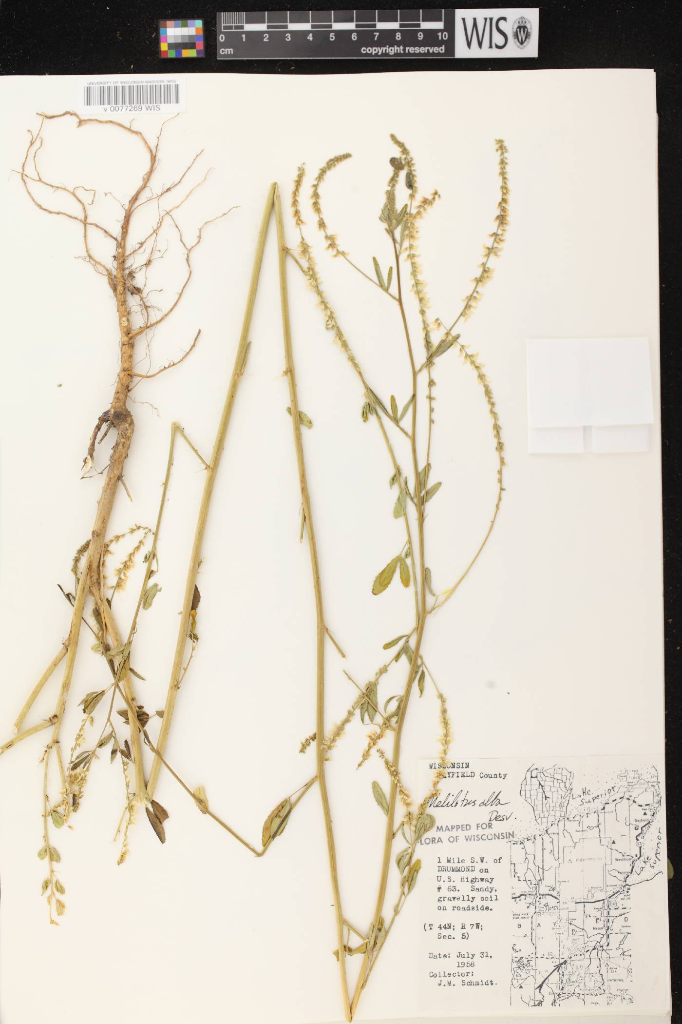 Melilotus albus image