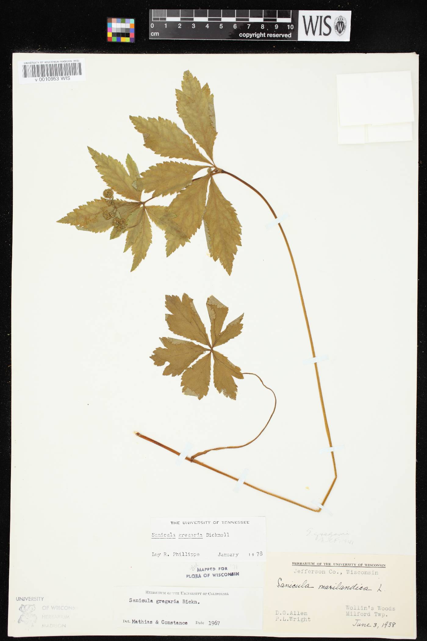 Sanicula odorata image