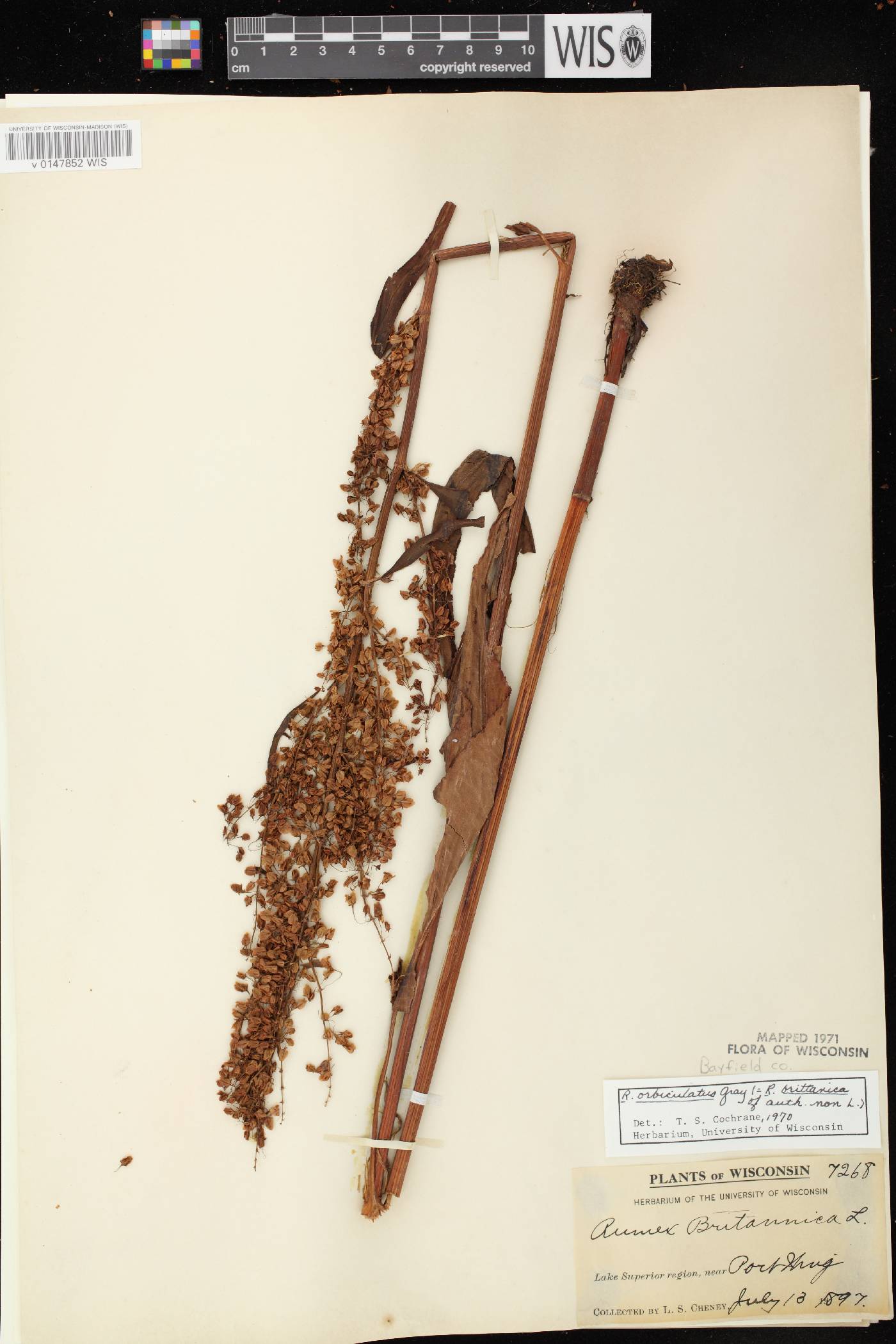 Rumex britannica image