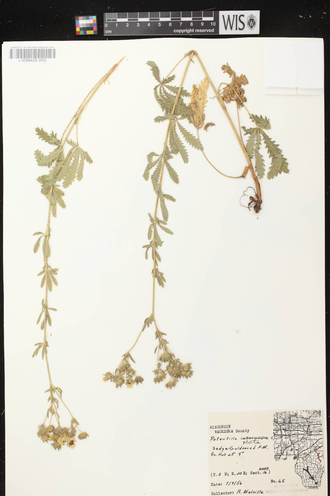 Potentilla recta image