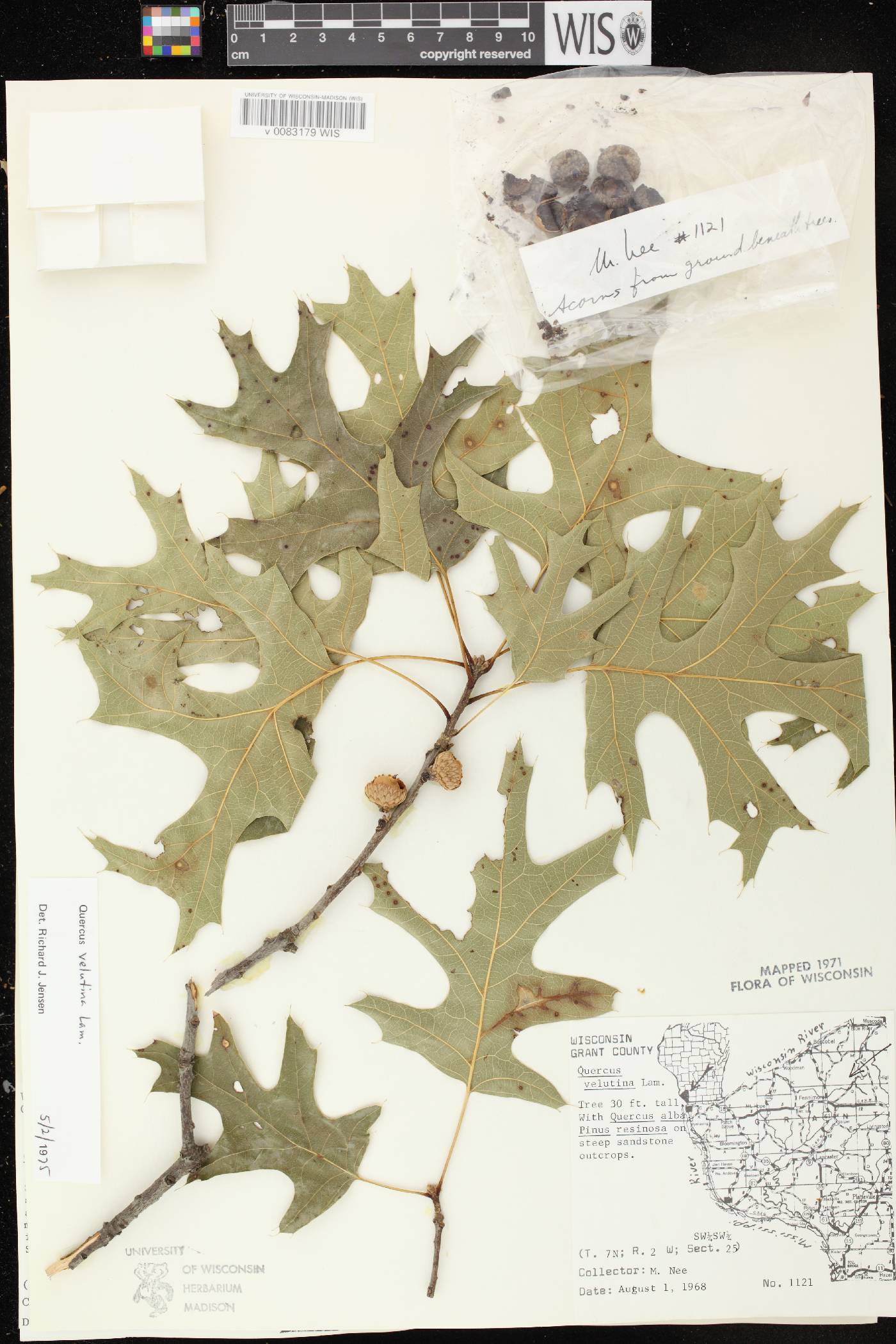 Quercus velutina image