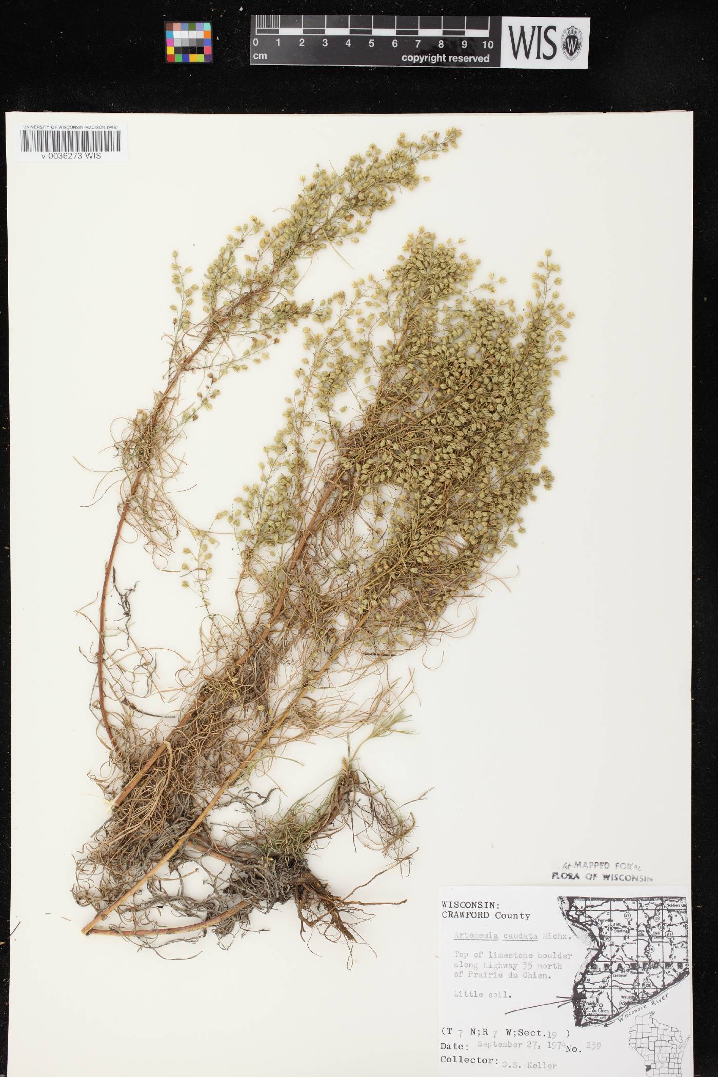 Artemisia campestris image