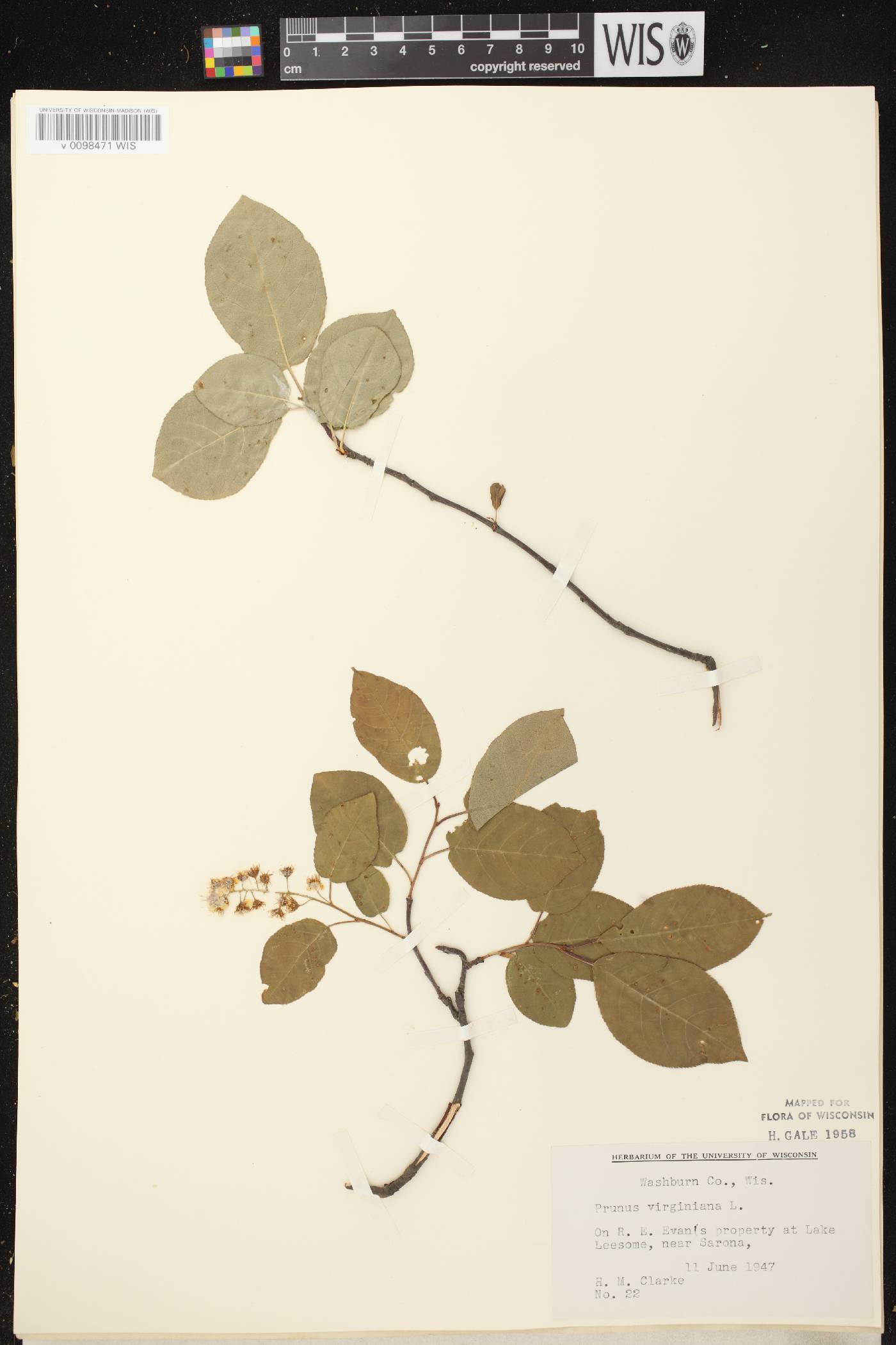 Prunus virginiana image