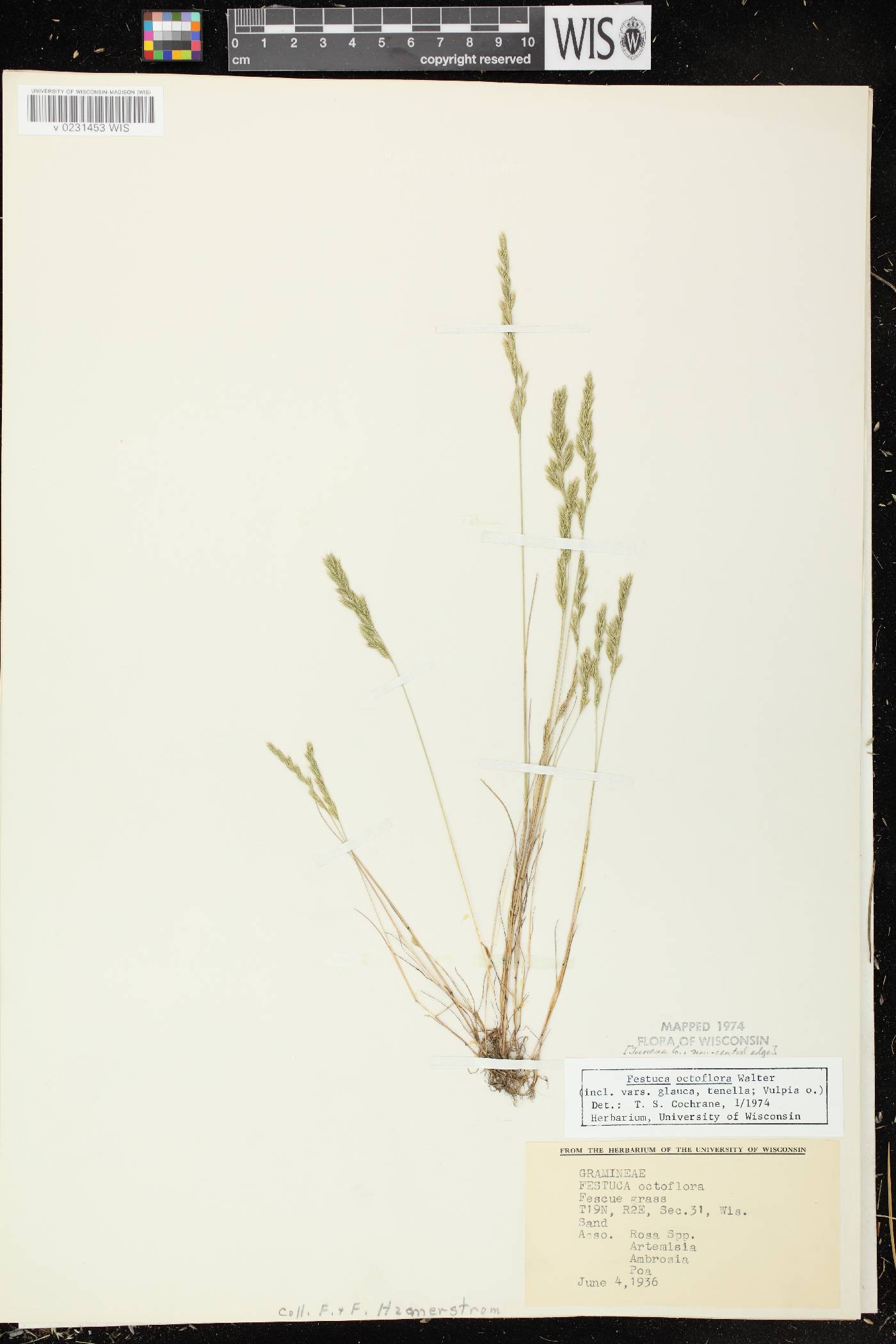 Festuca octoflora var. glauca image