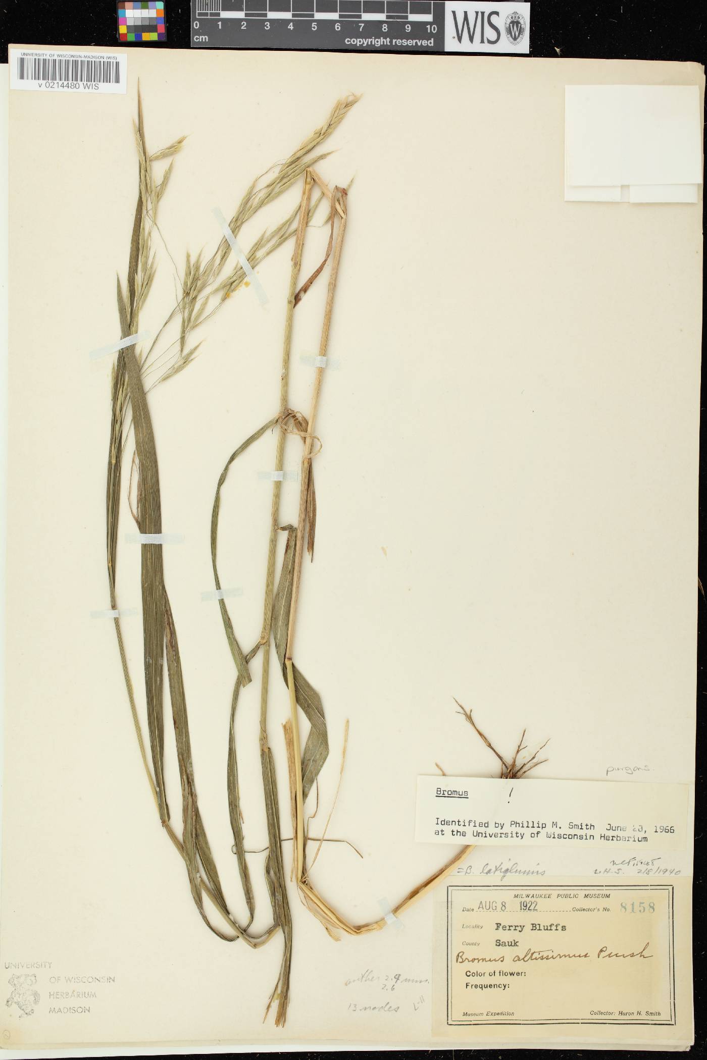 Bromus latiglumis image
