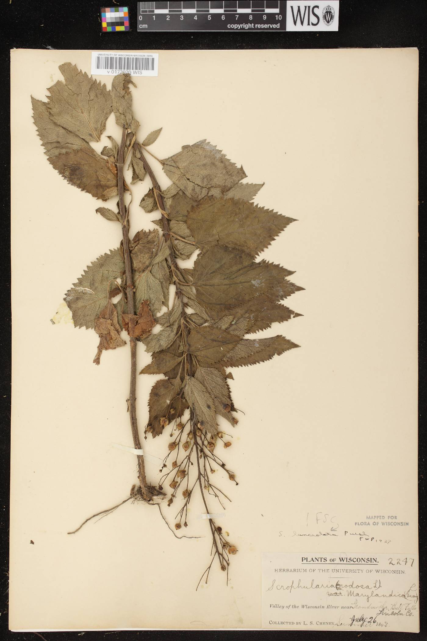 Scrophularia lanceolata image