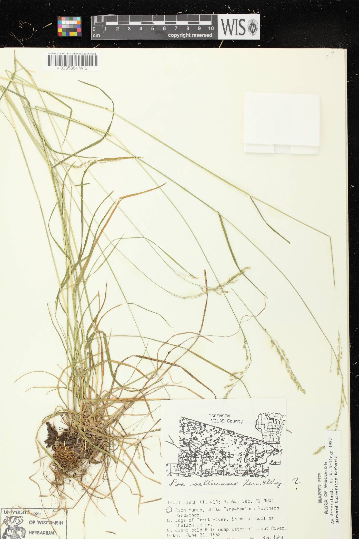 Poa saltuensis image