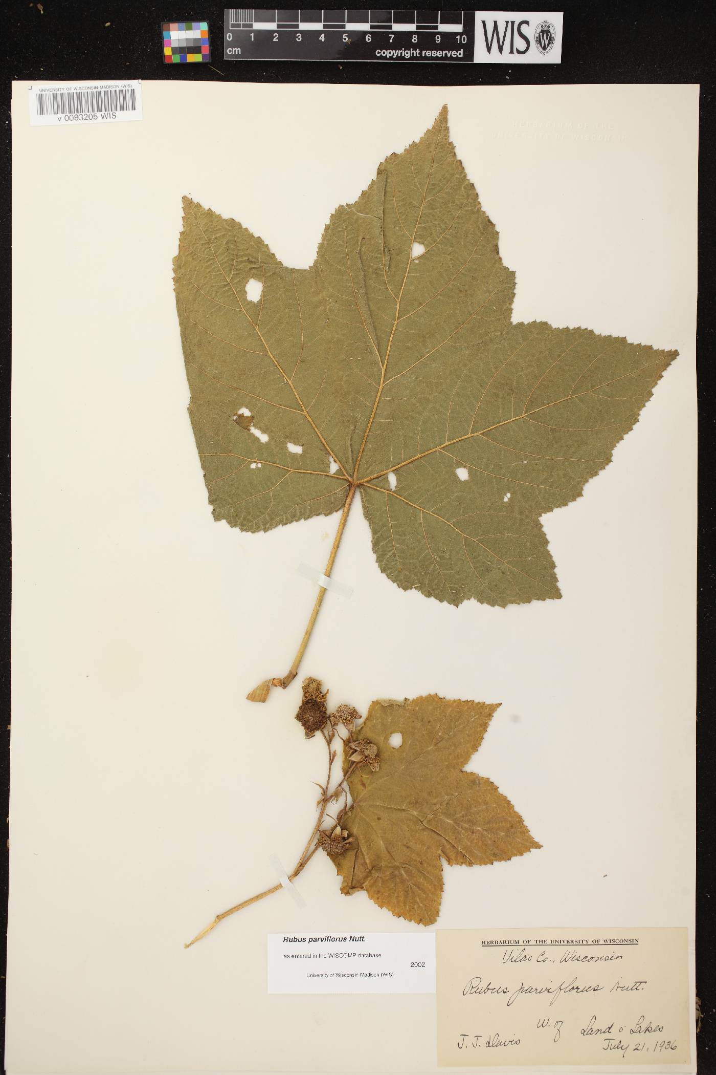 Rubus parviflorus image