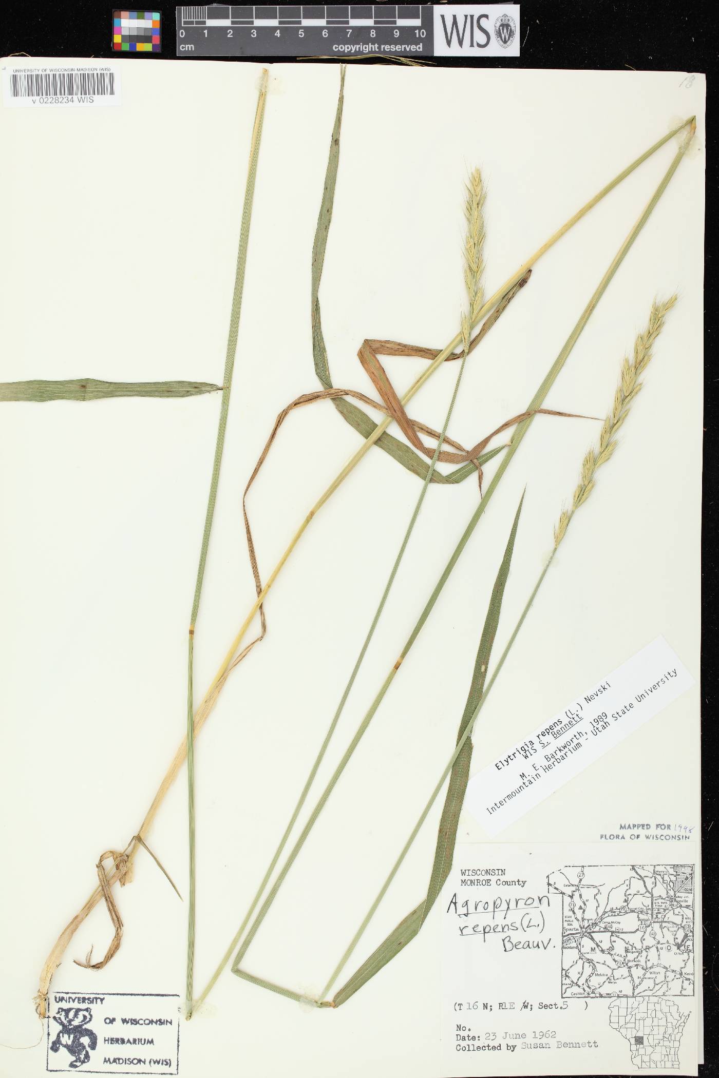 Elymus repens image
