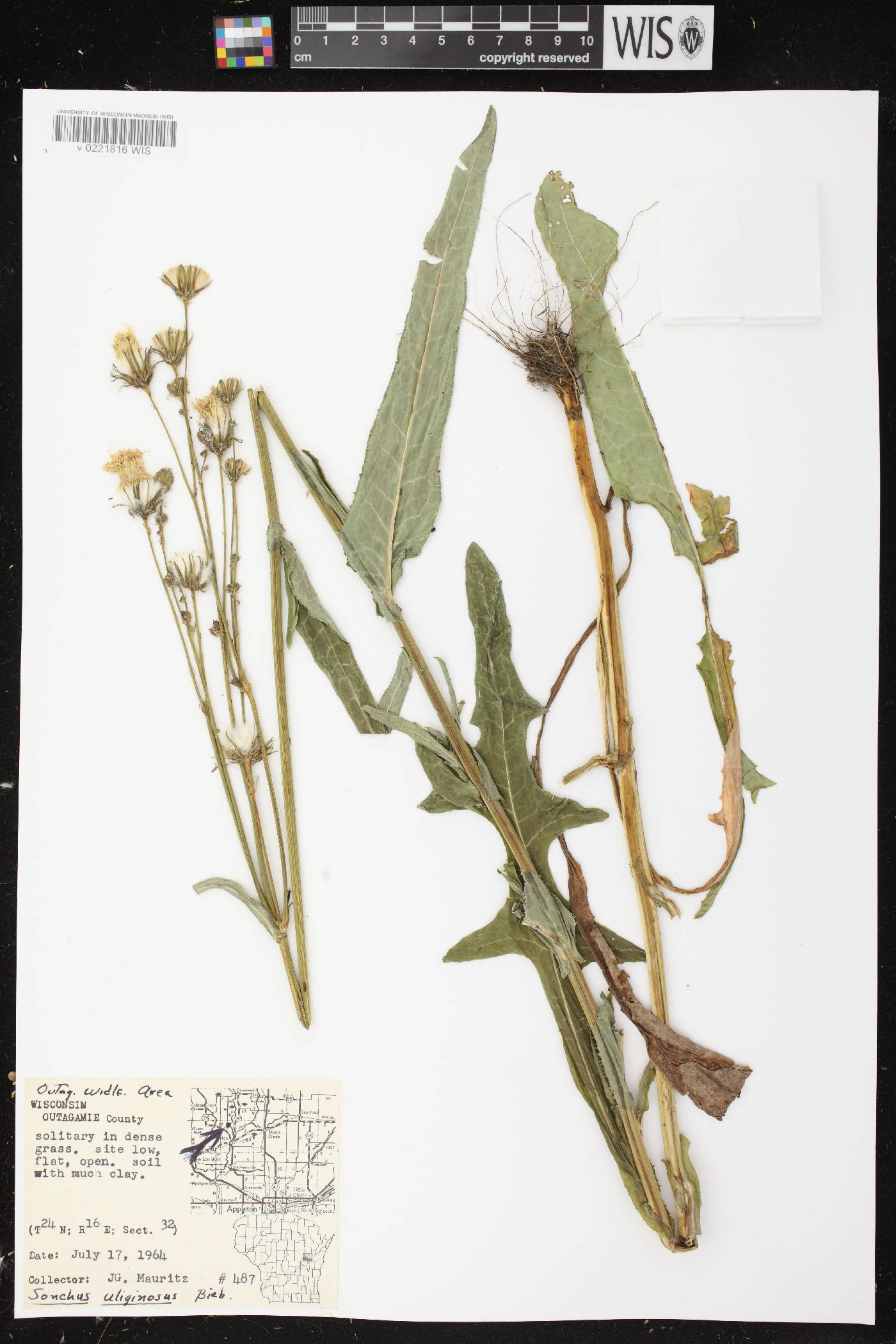 Sonchus arvensis image