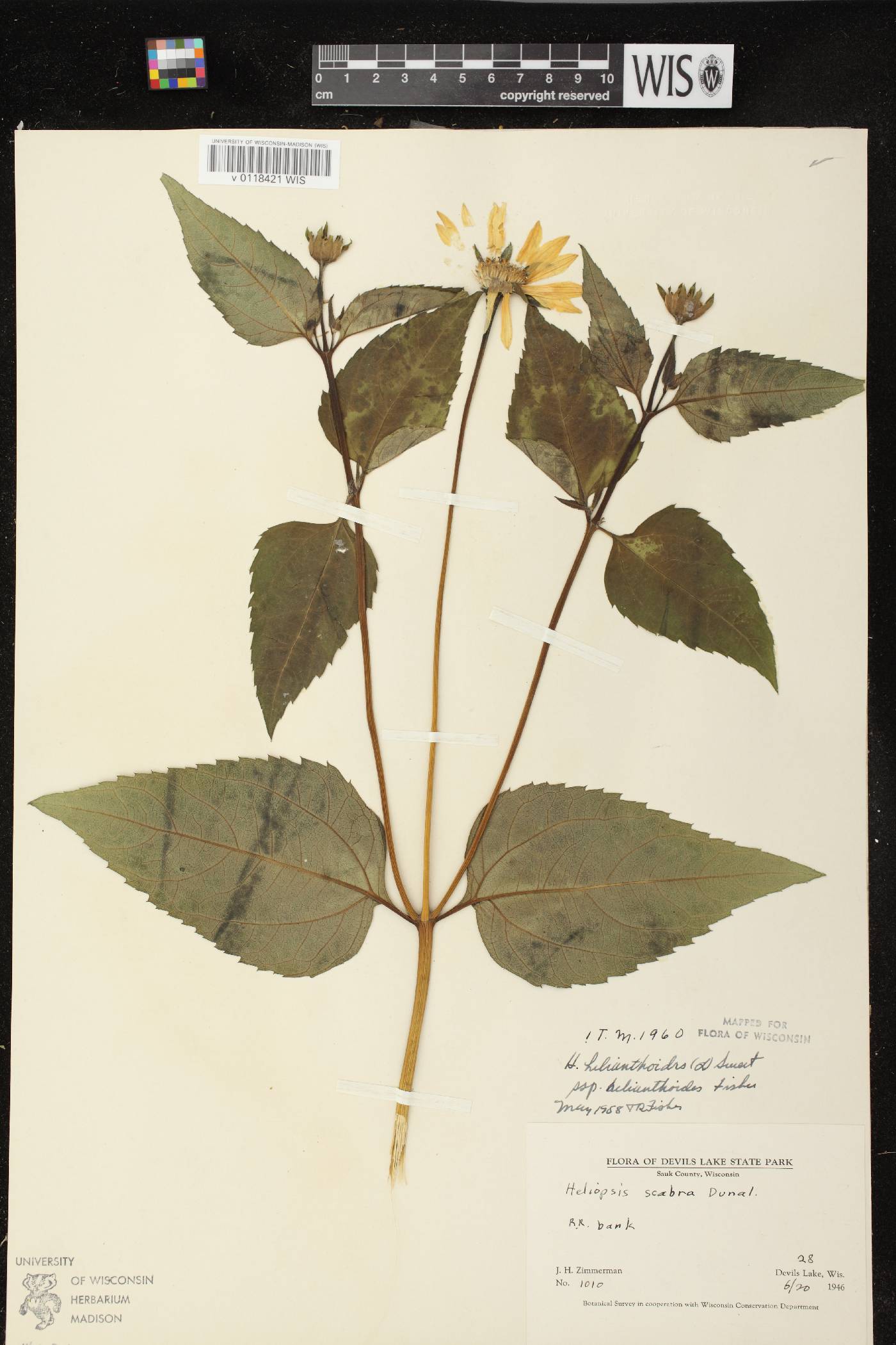 Heliopsis helianthoides var. helianthoides image