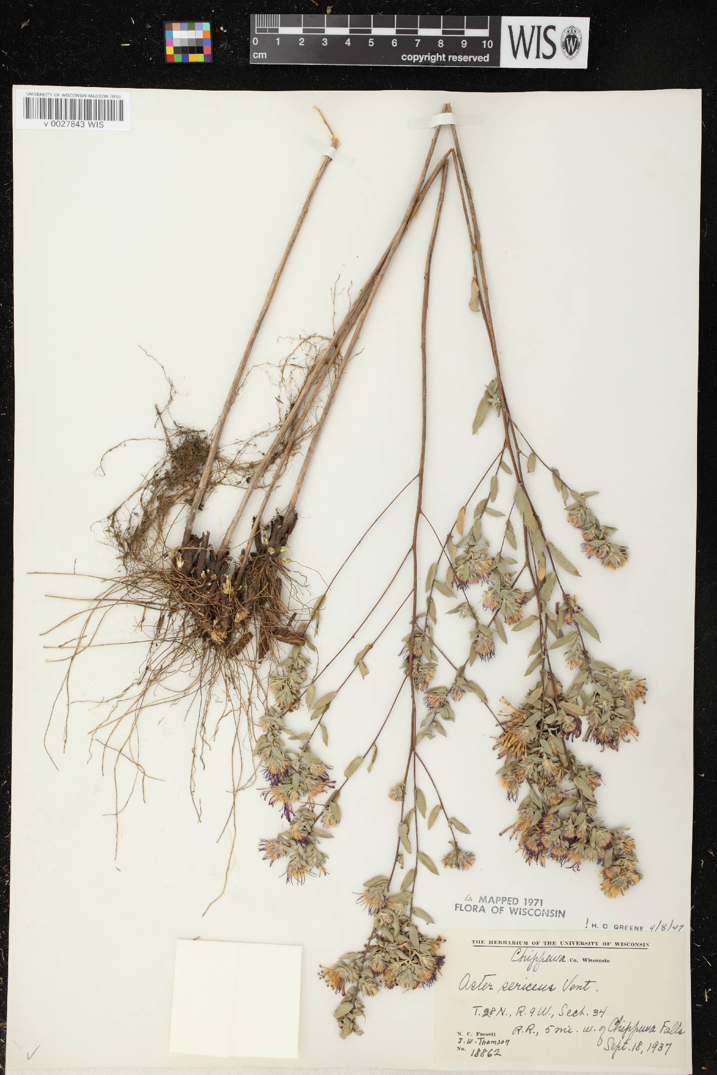 Symphyotrichum sericeum image