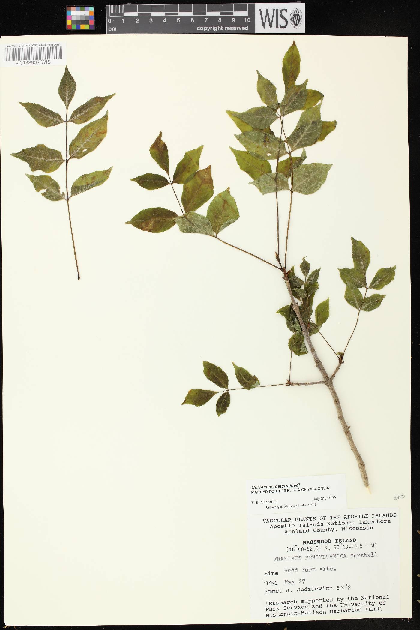 Fraxinus pennsylvanica image