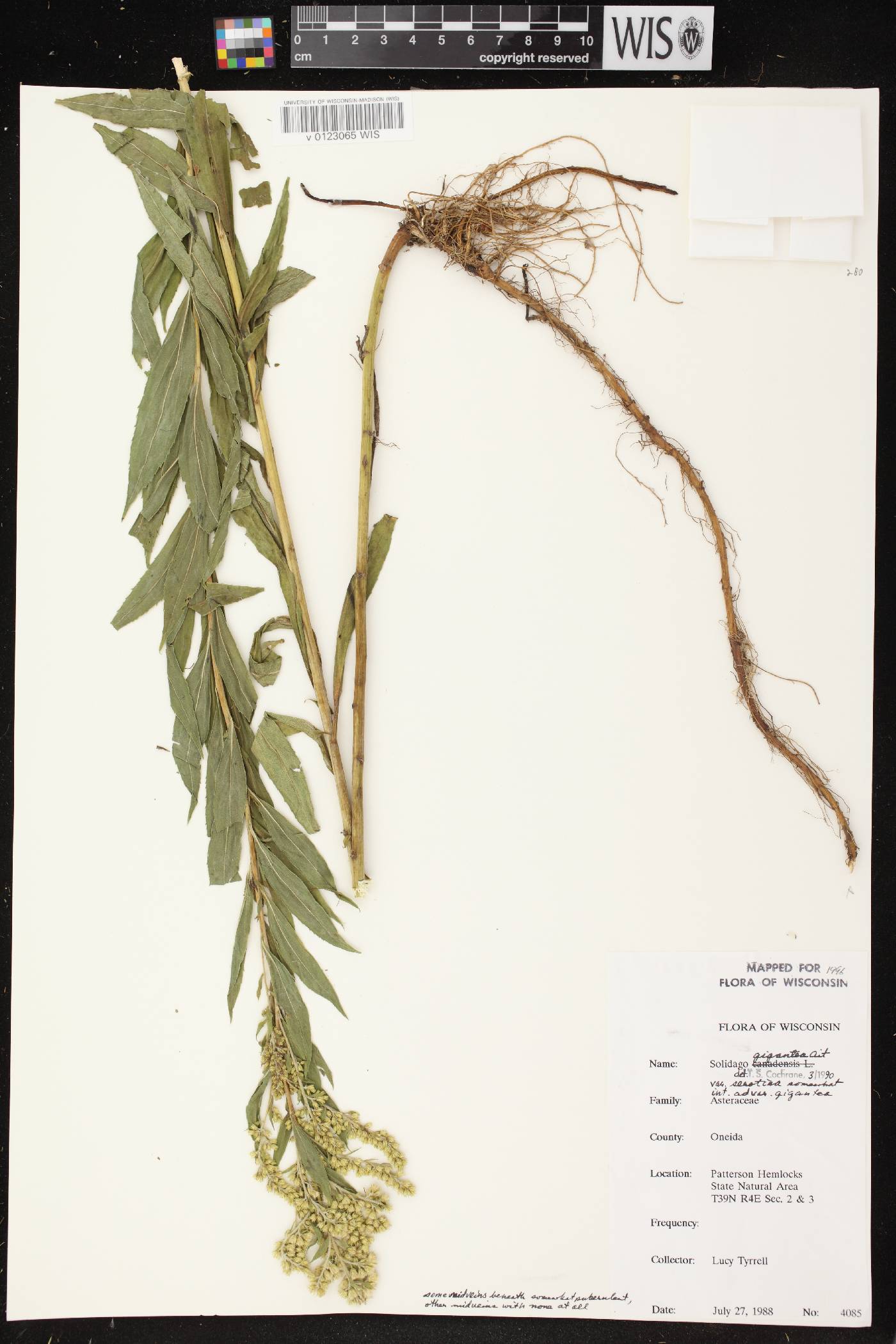 Solidago gigantea image