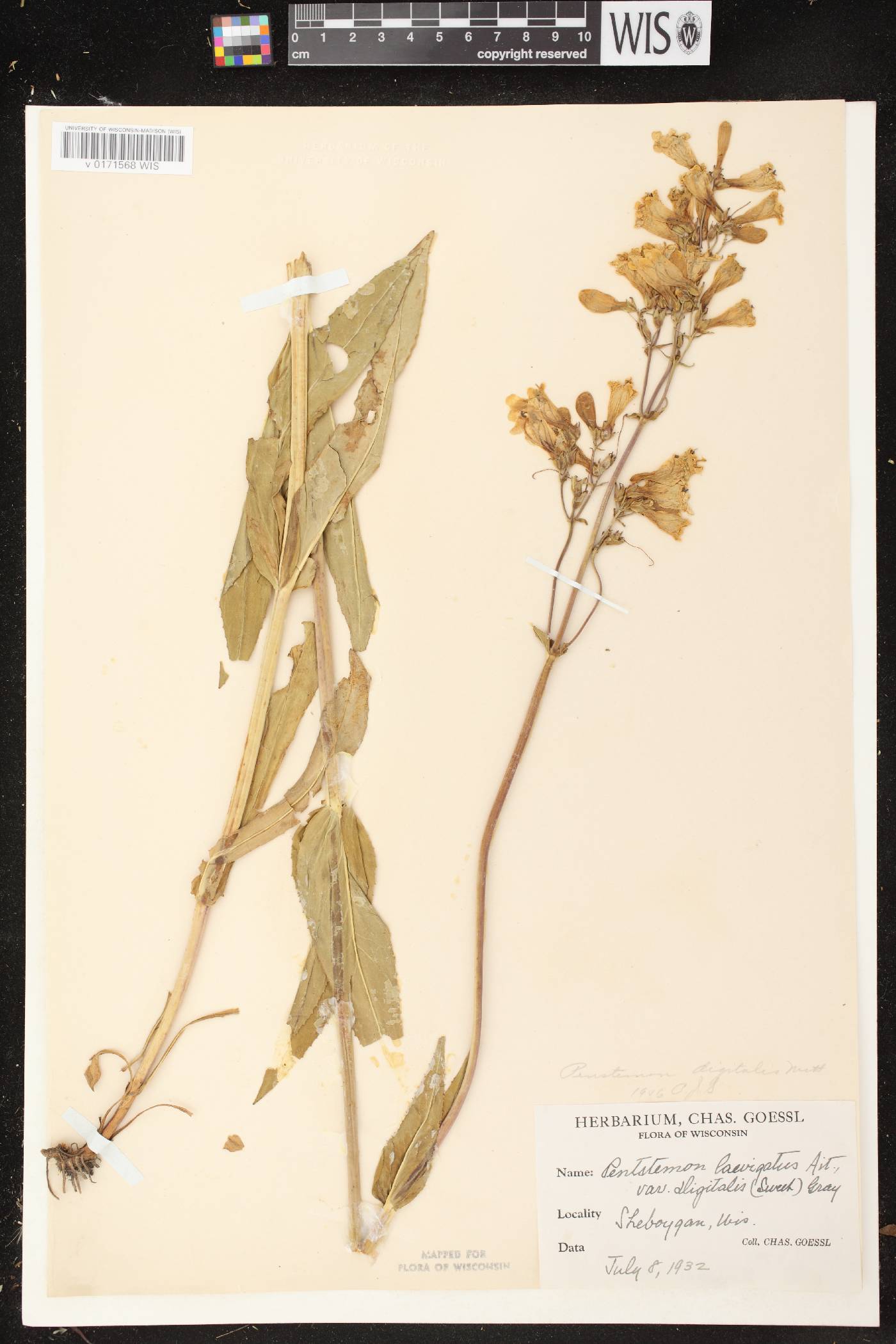 Penstemon digitalis image