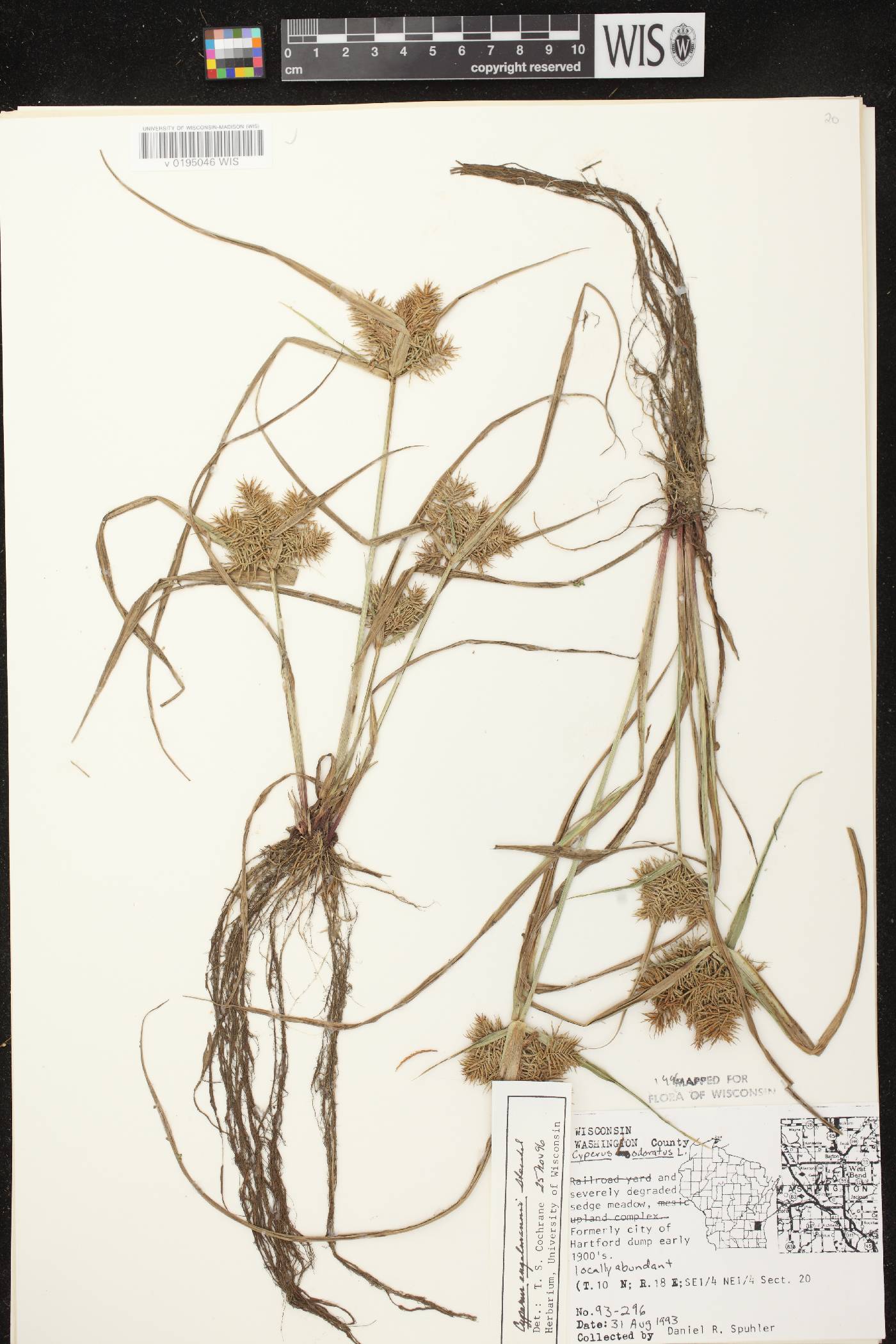 Cyperus odoratus image