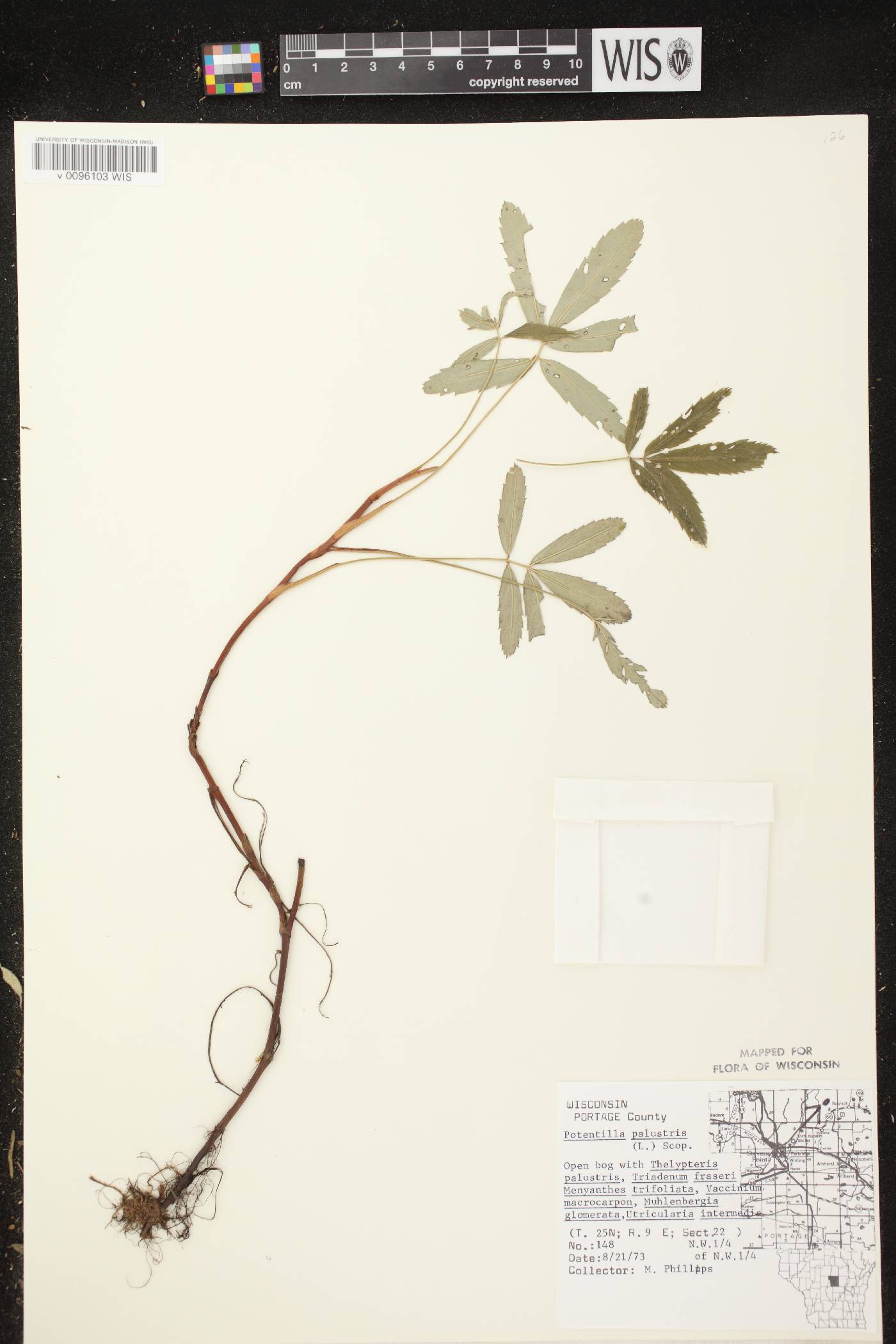 Comarum palustre image