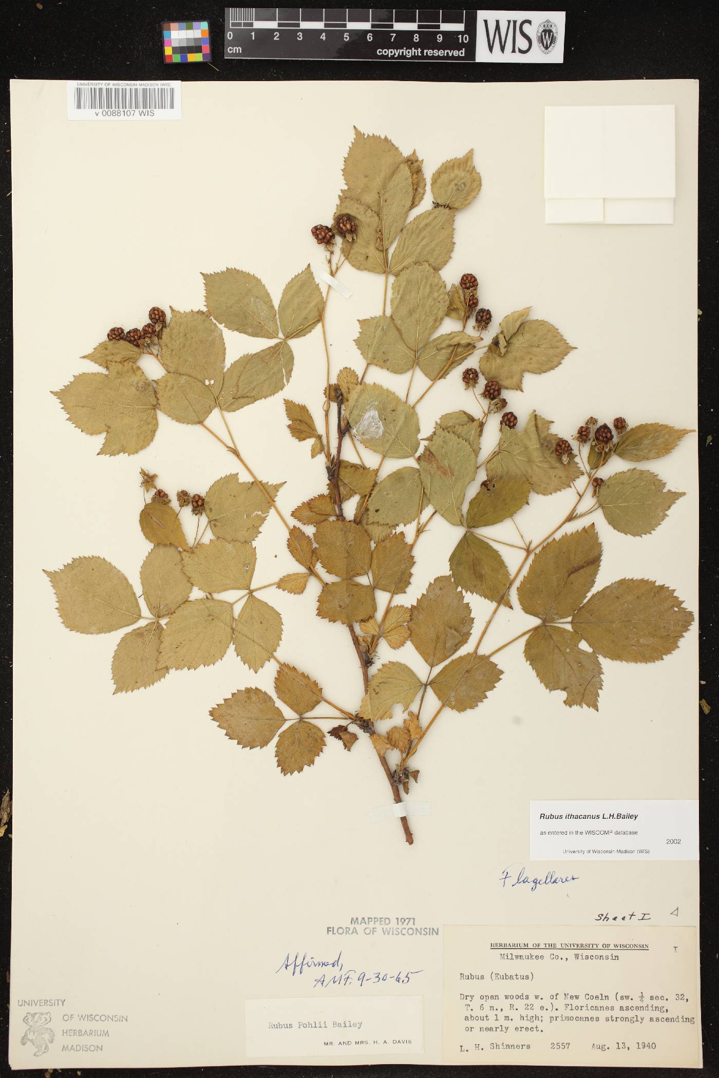 Rubus flagellaris image