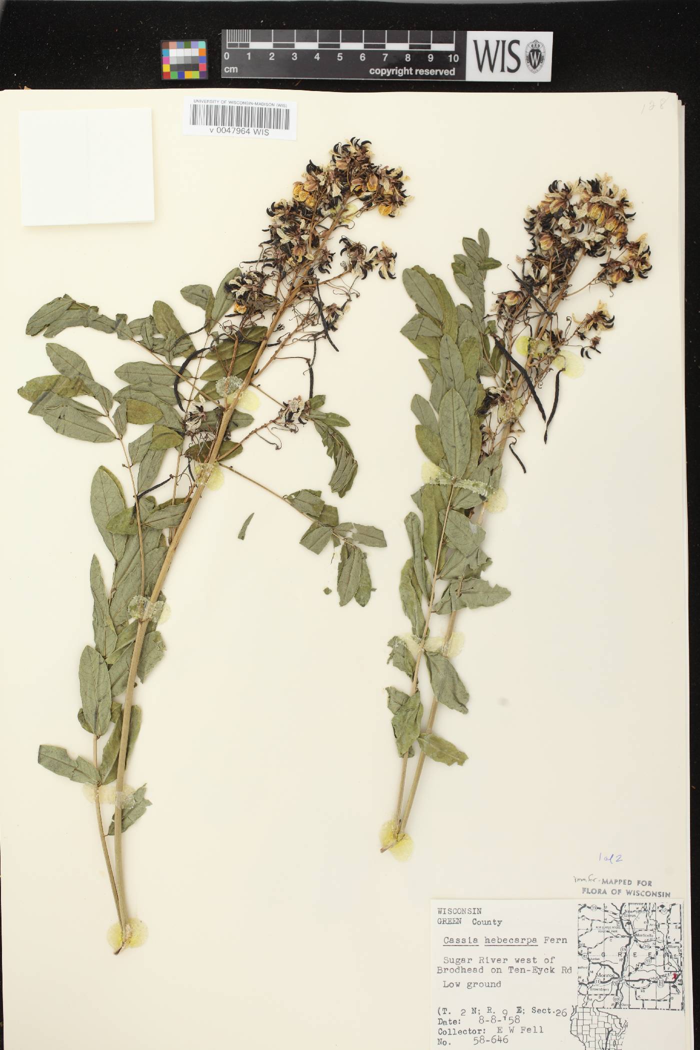 Senna hebecarpa image