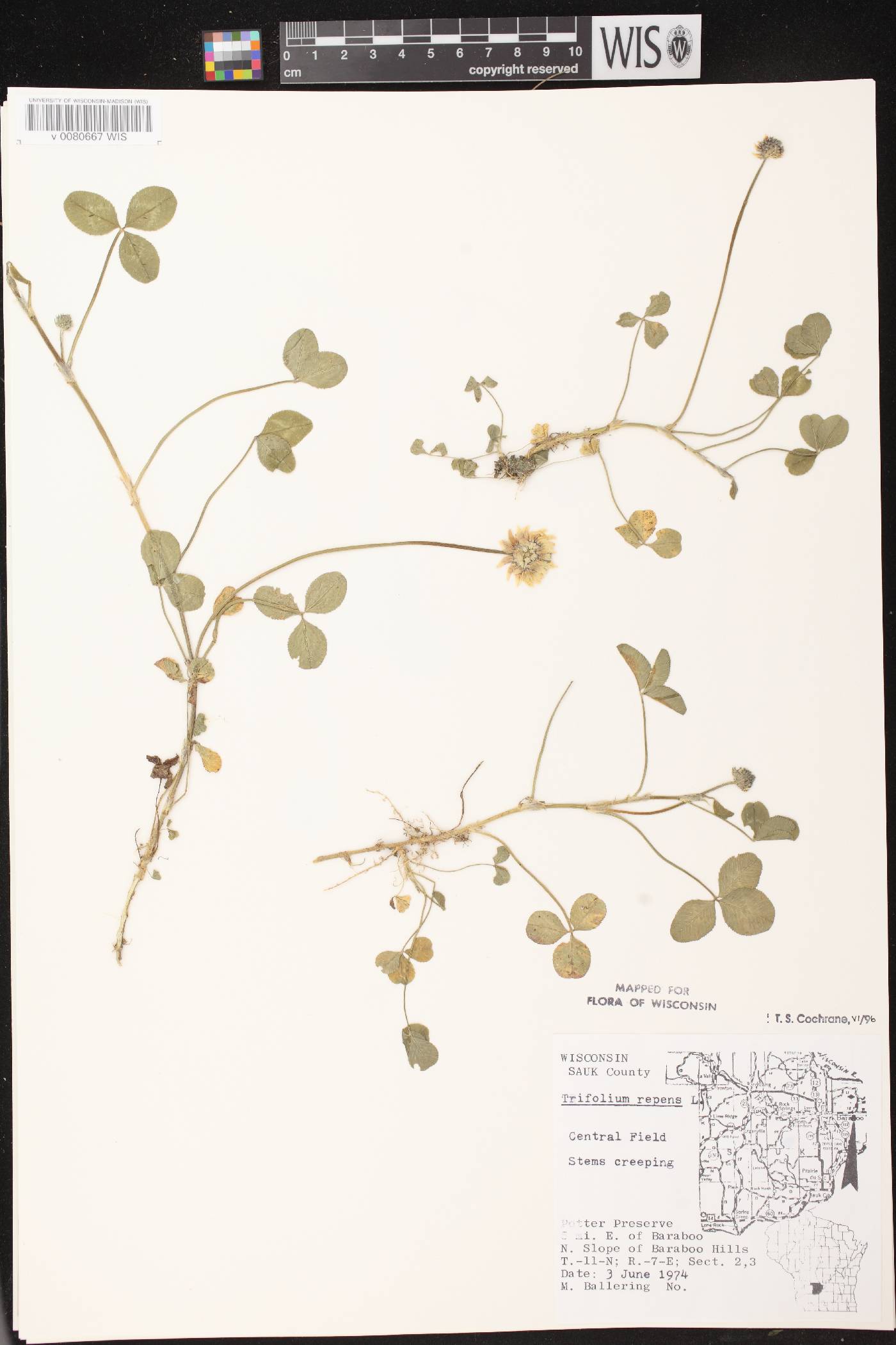 Trifolium repens image