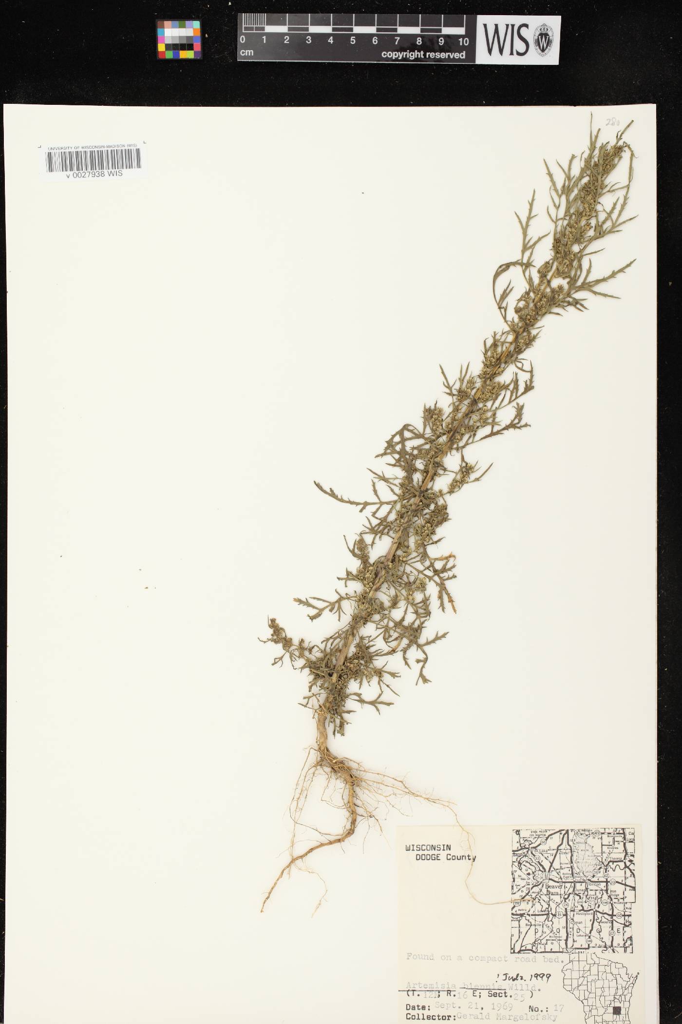 Artemisia biennis image