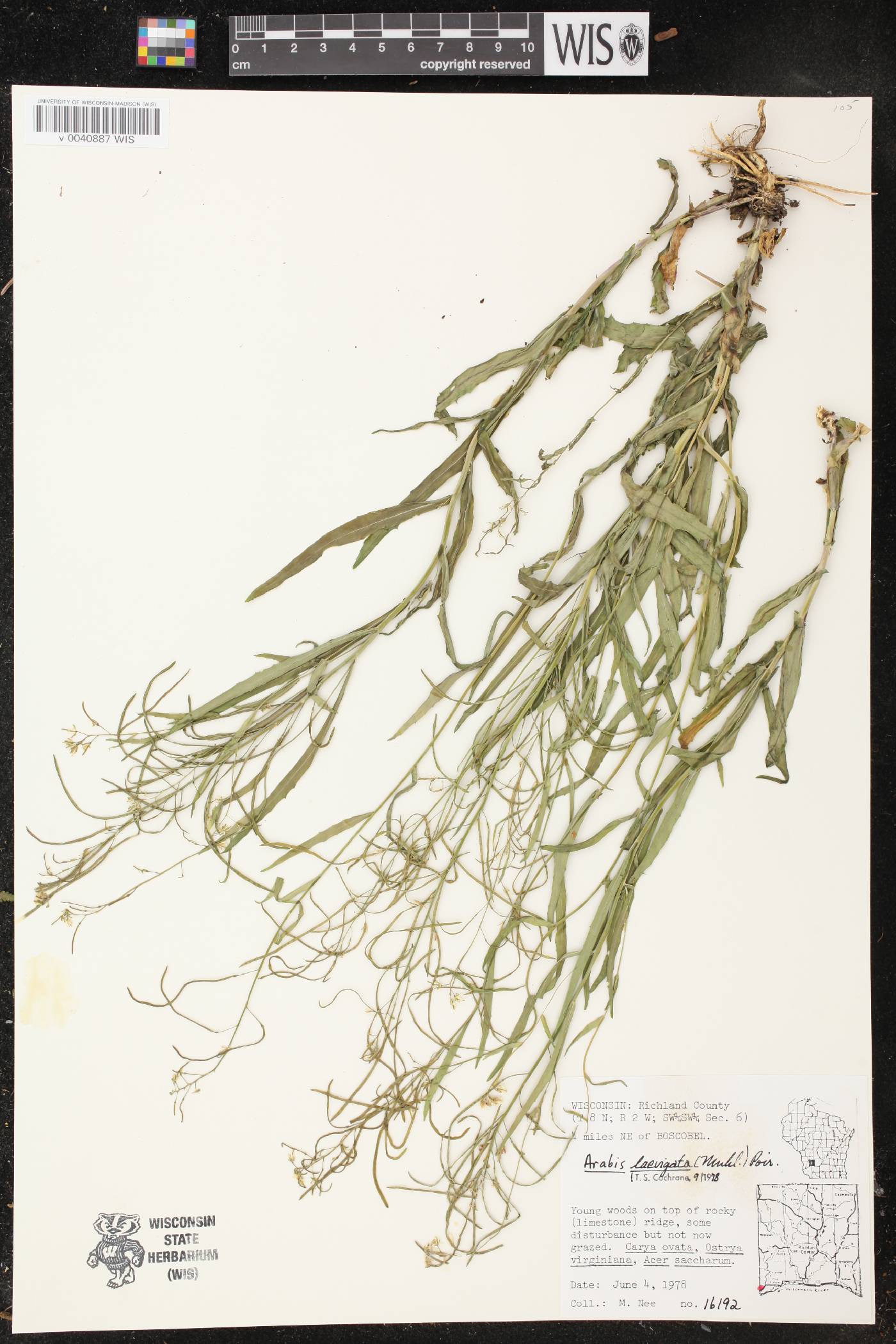 Boechera laevigata image