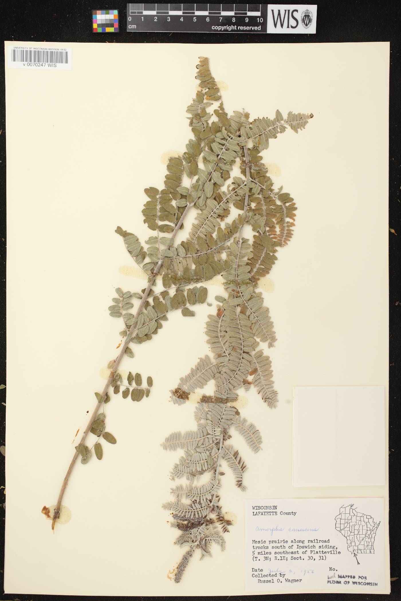 Amorpha canescens image