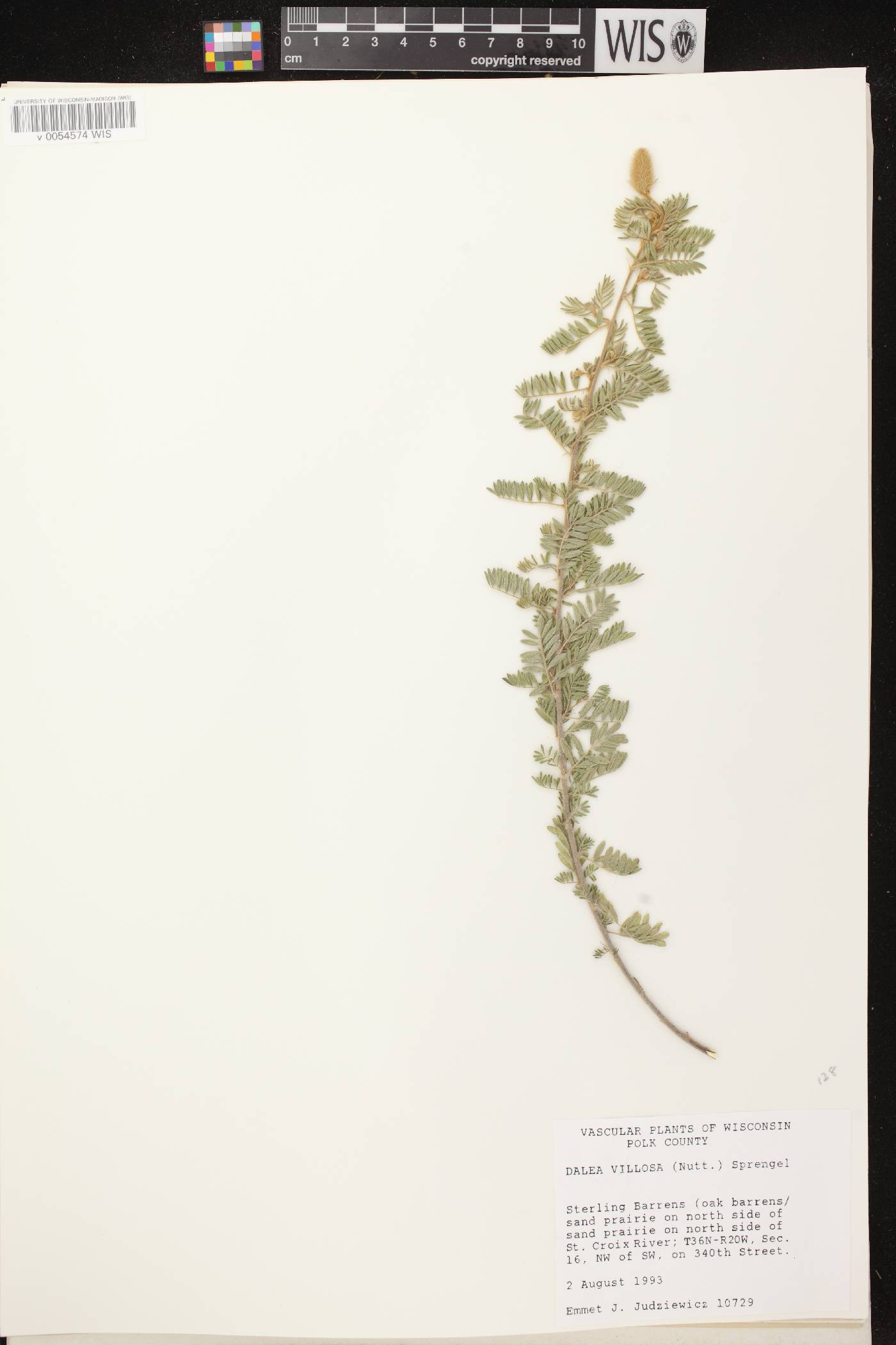 Dalea villosa var. villosa image