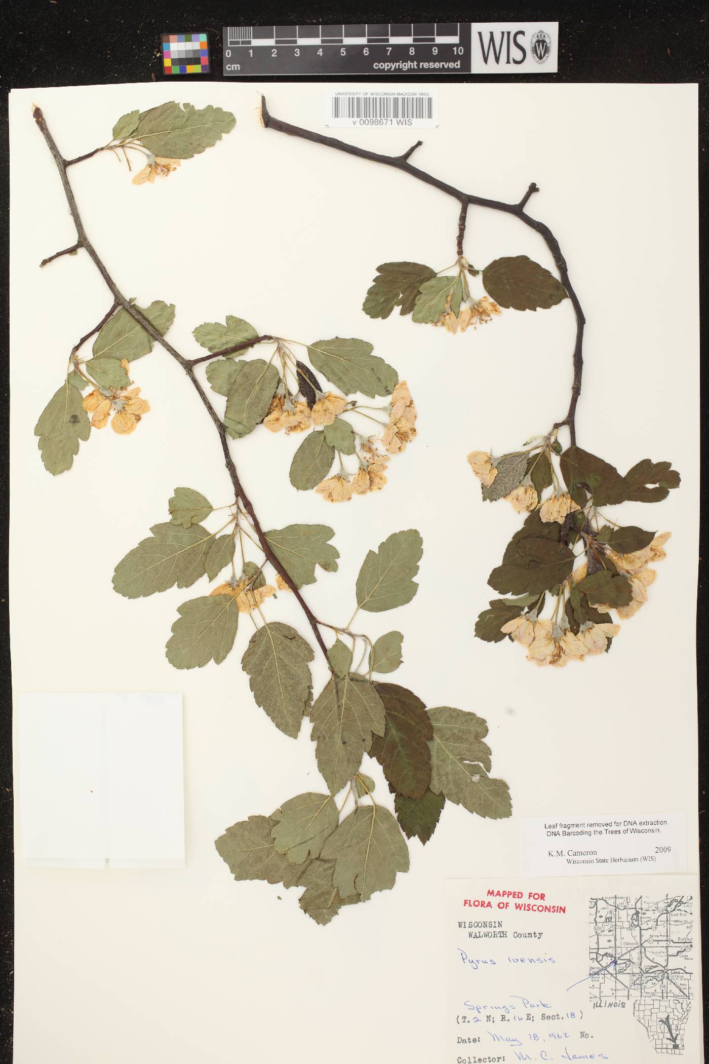Malus ioensis image