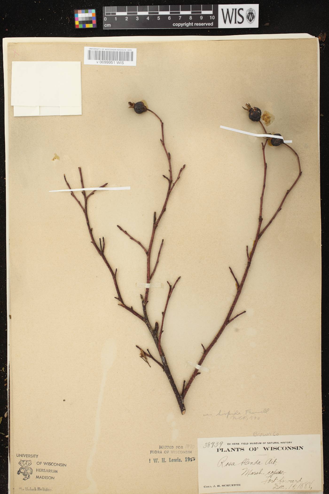 Rosa blanda image