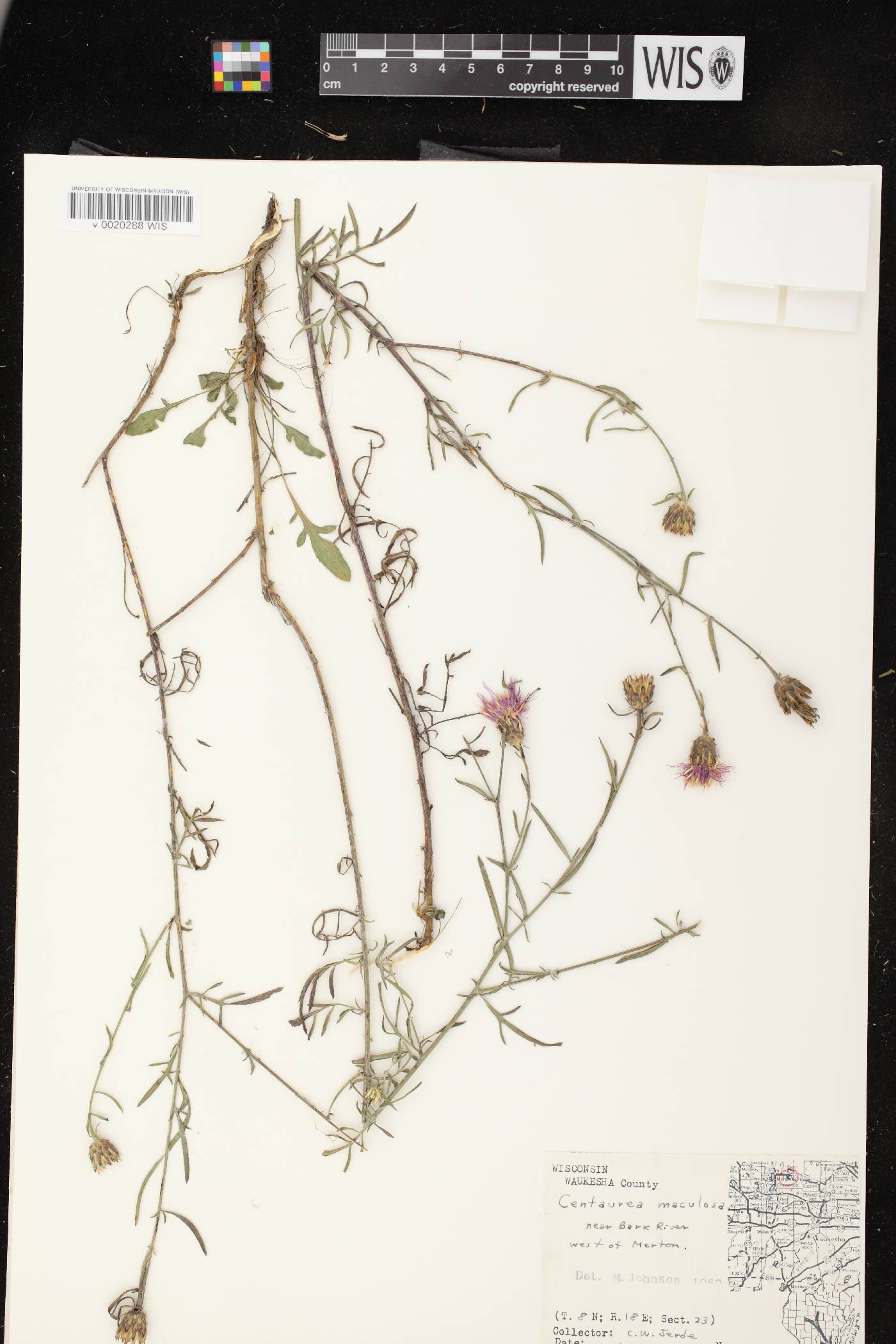 Centaurea stoebe image