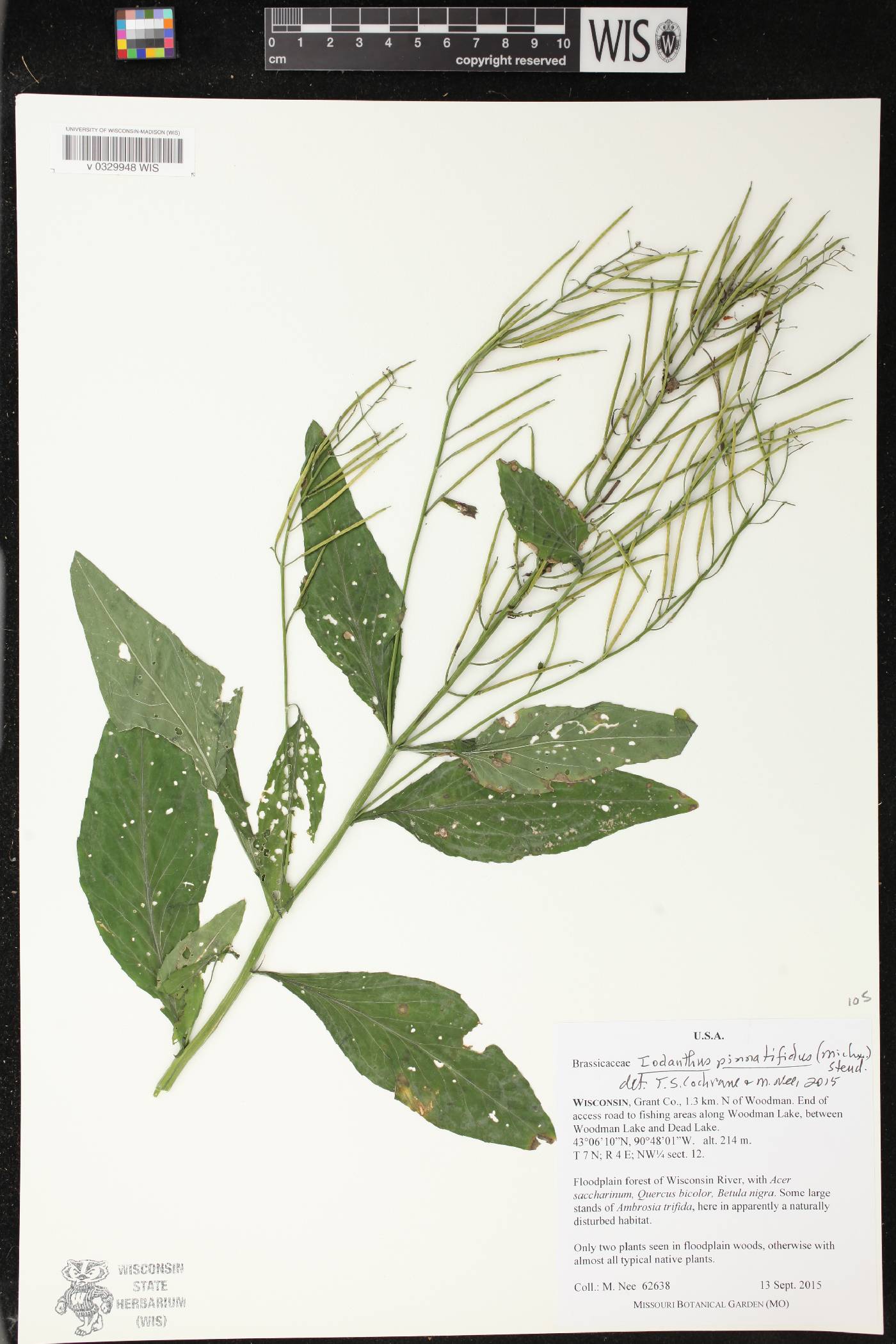 Iodanthus pinnatifidus image
