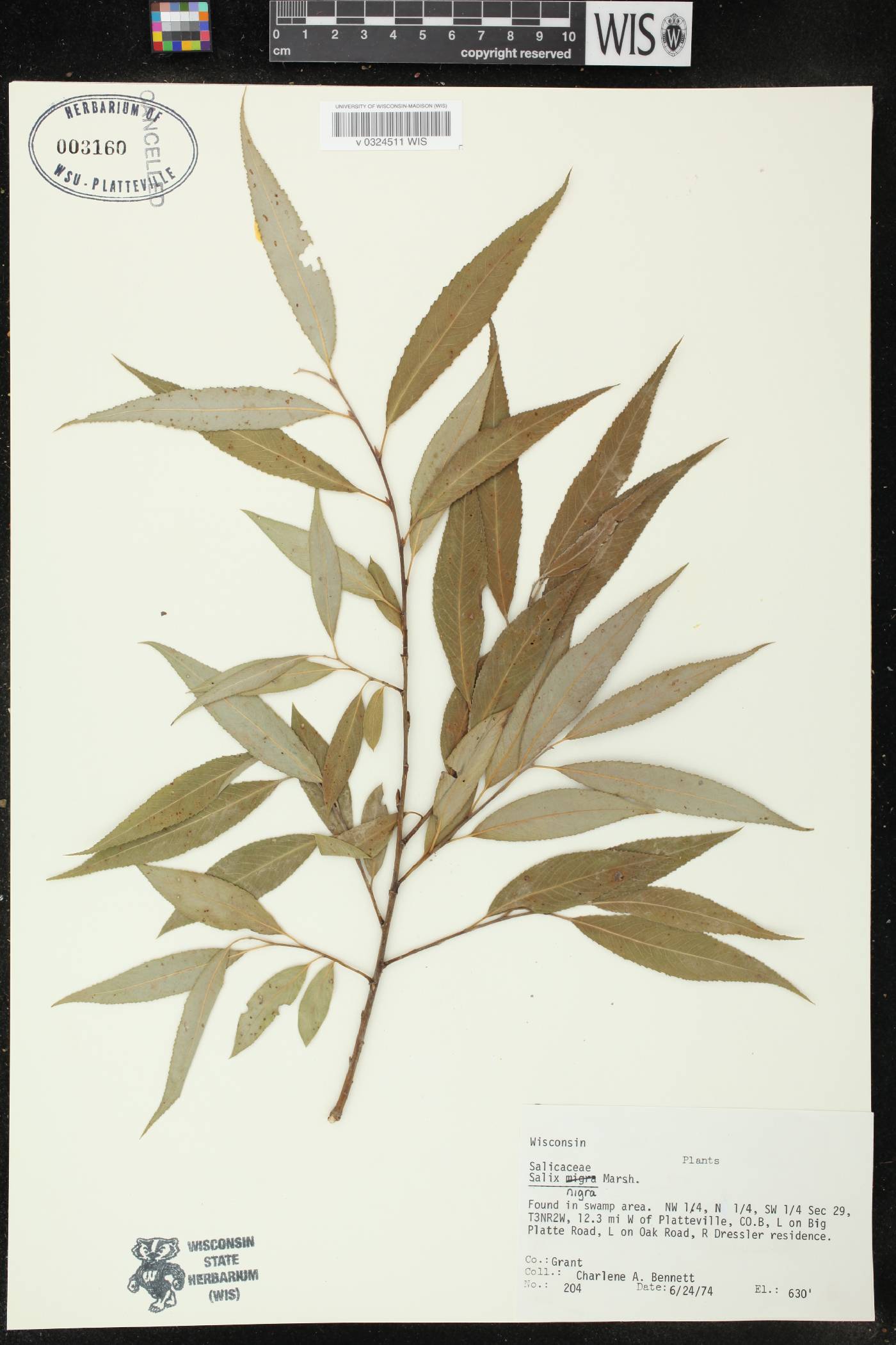 Salix nigra image