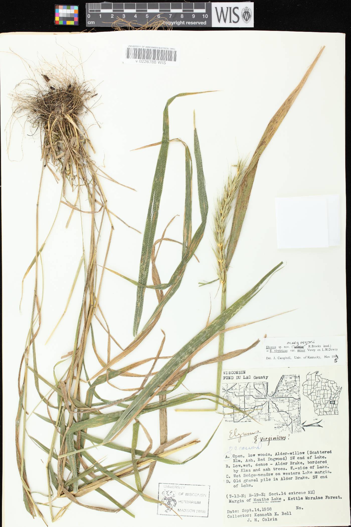 Elymus macgregorii image