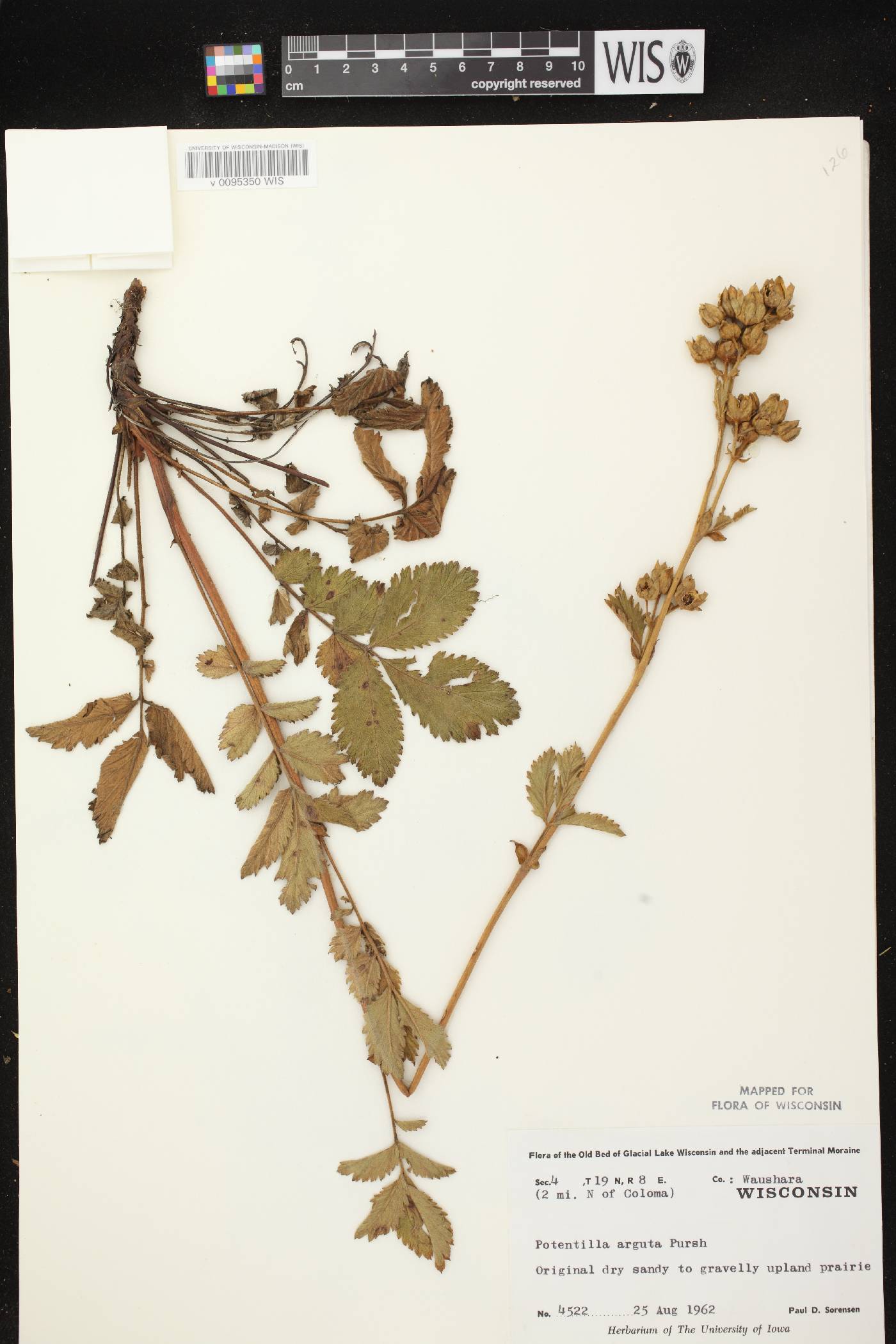 Drymocallis arguta image