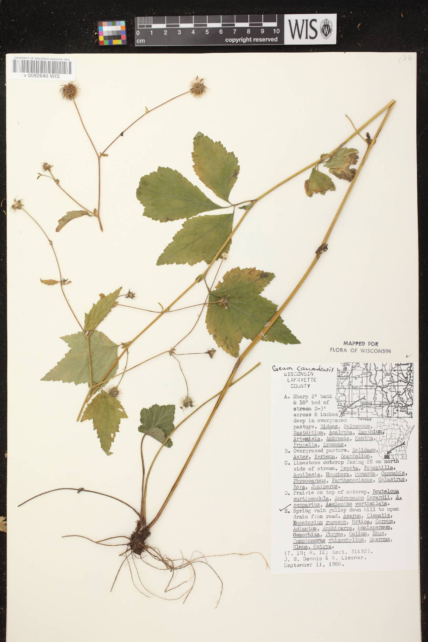 Geum canadense image